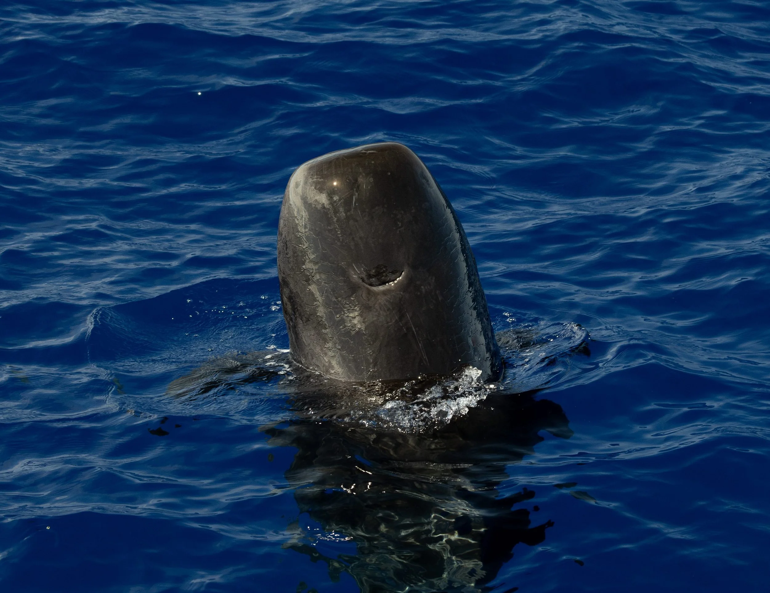 pelagic whale watch