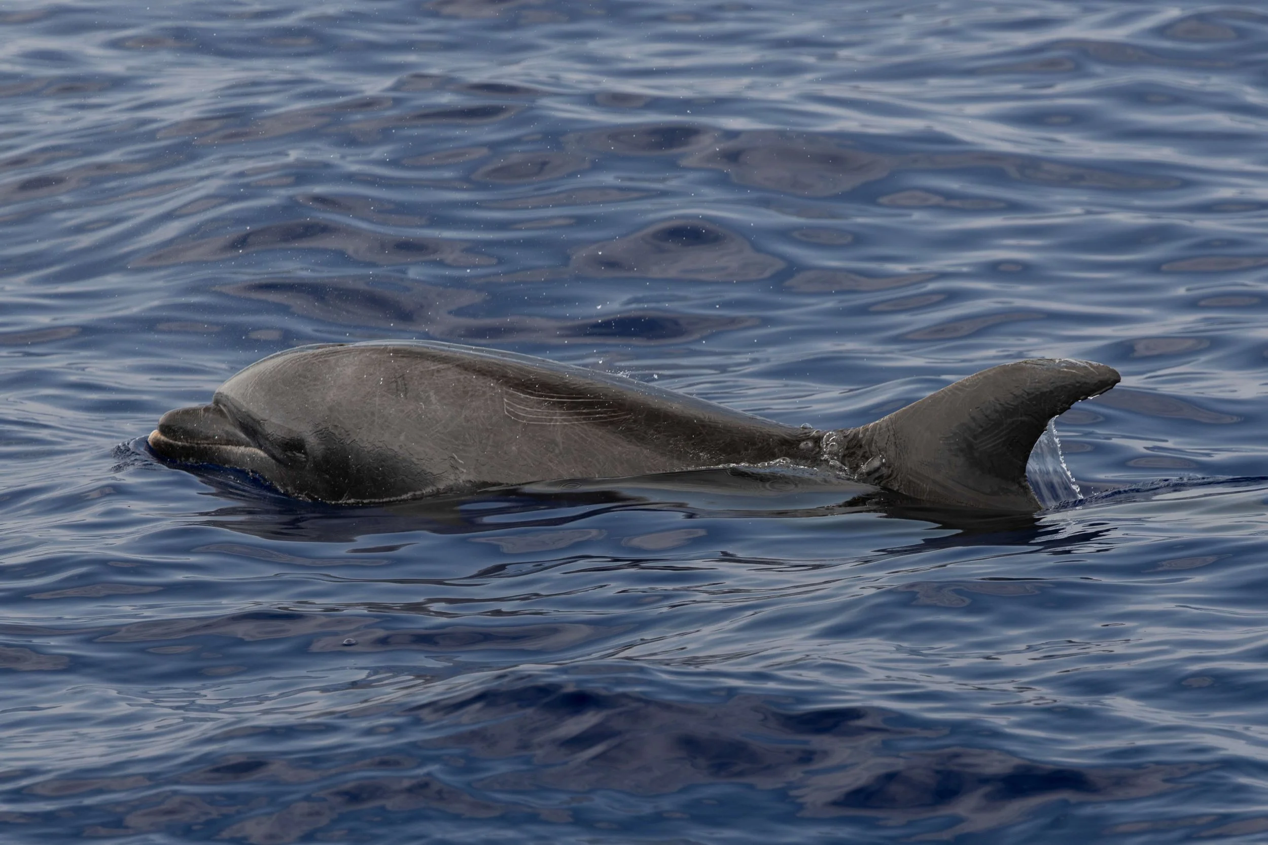 pelagic kona