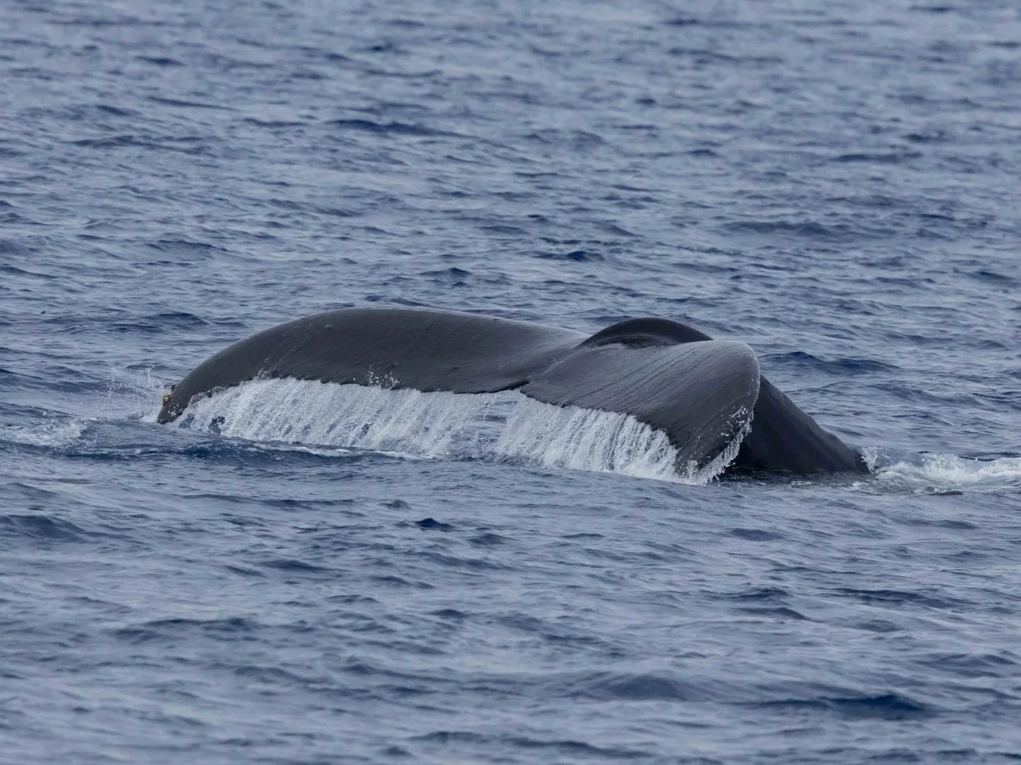humpbacks kona hawaii