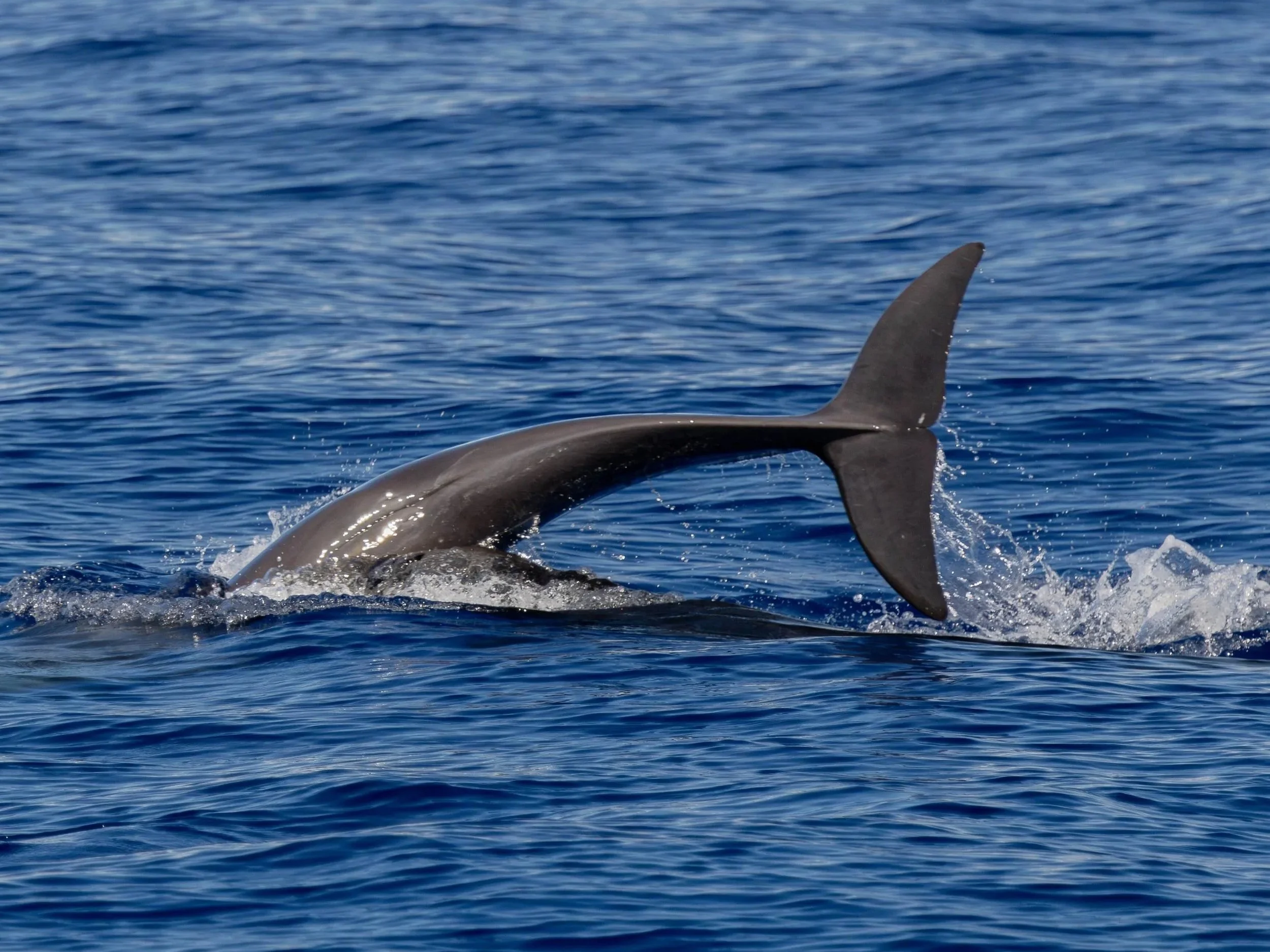marine life hawaii