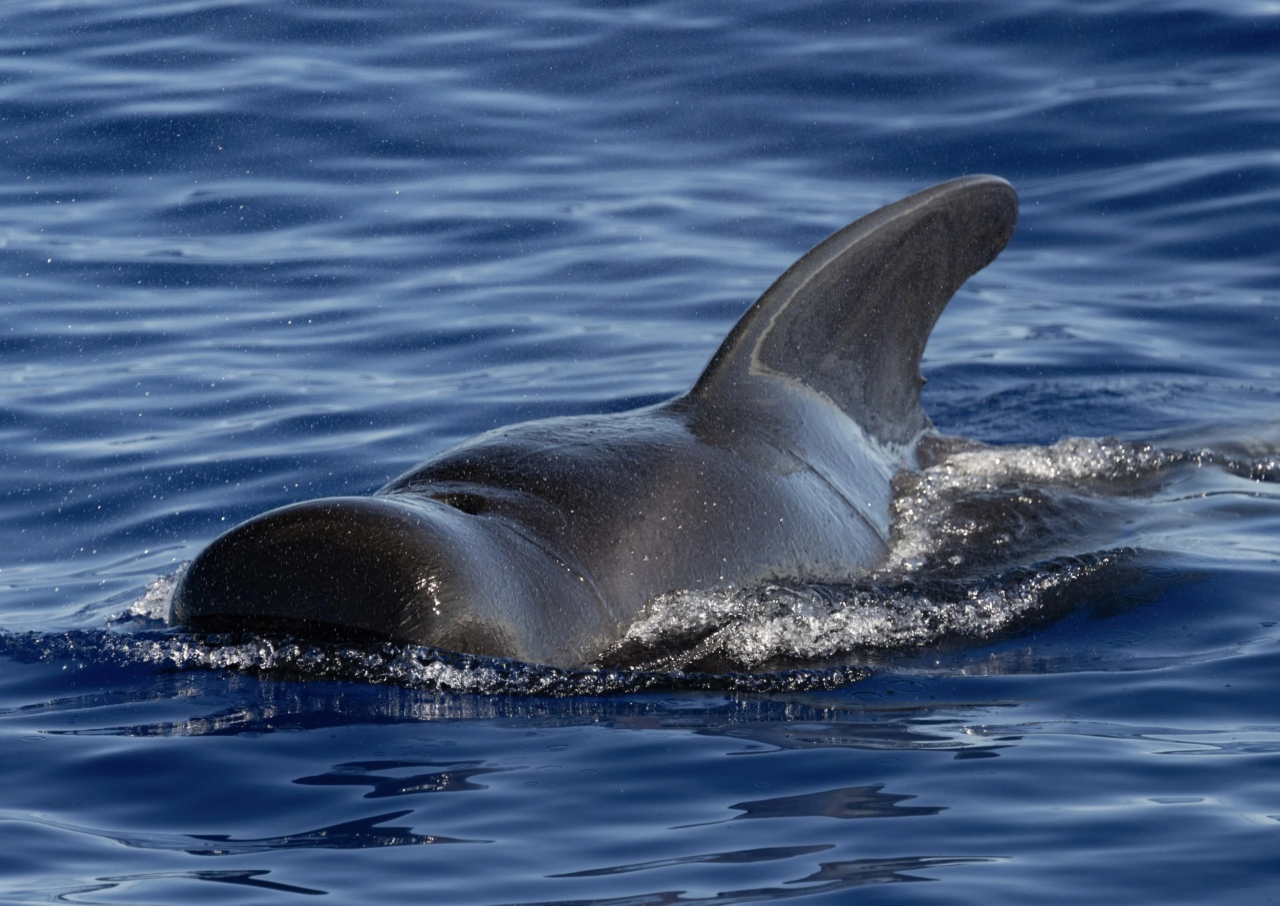 September whale