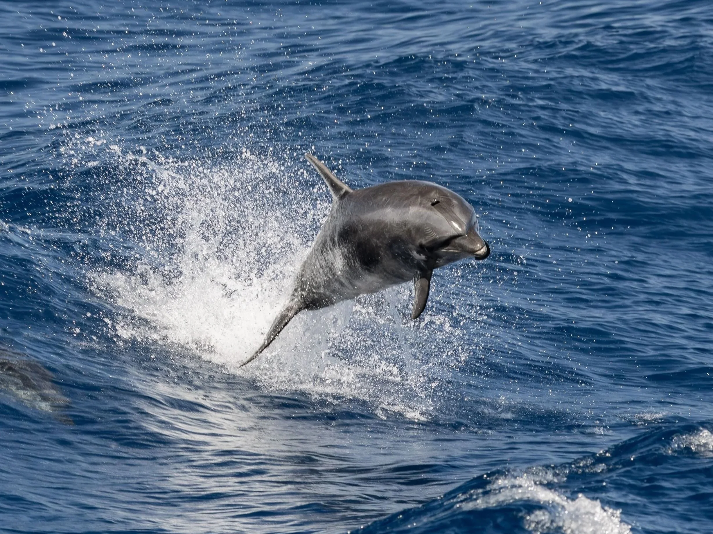 kona hawaii dolphins