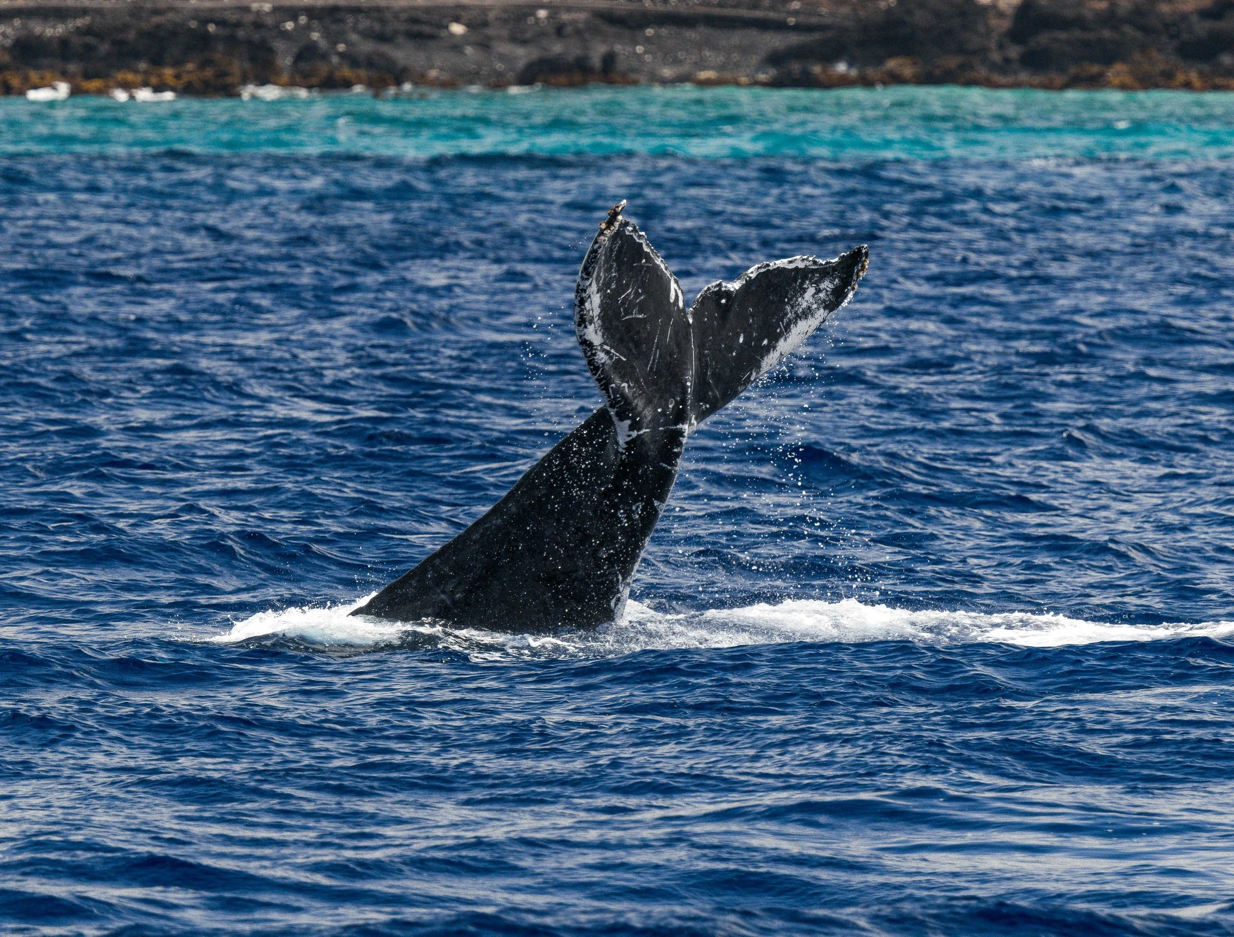 humpback whale march