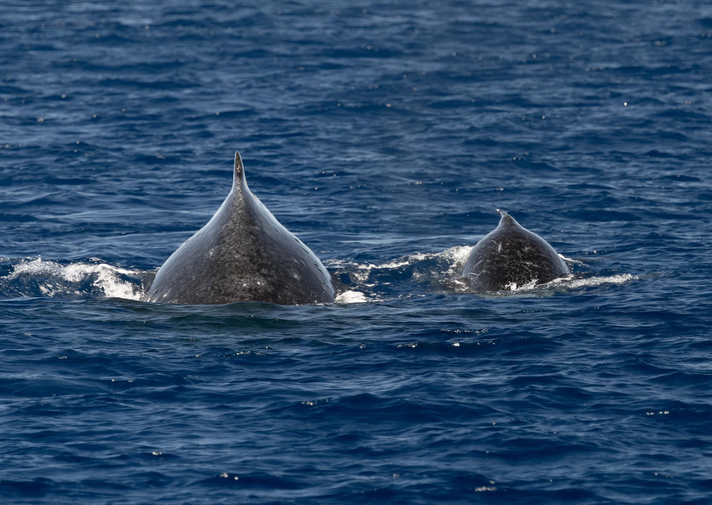 kona tour humpbacks