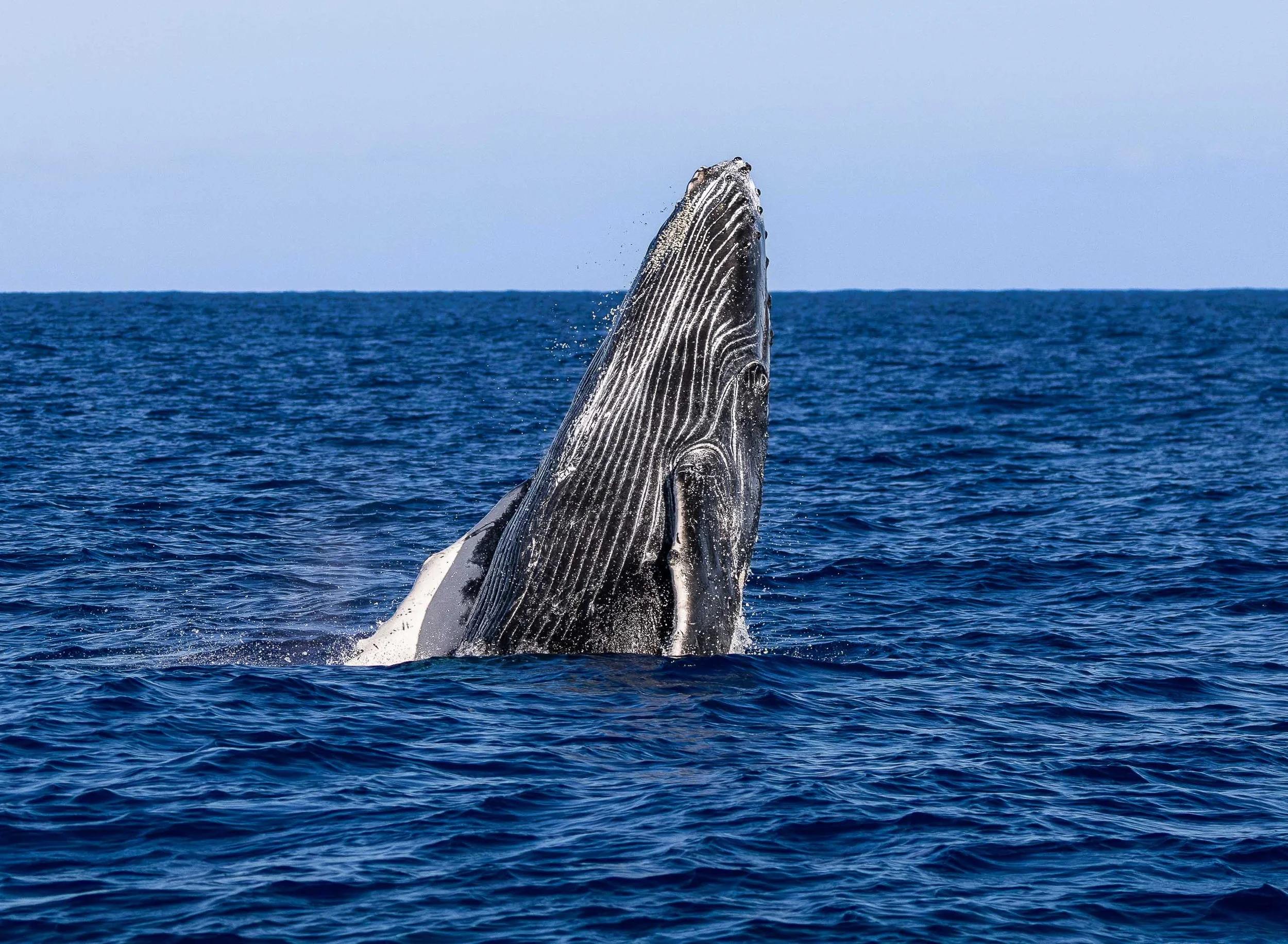 whale watch