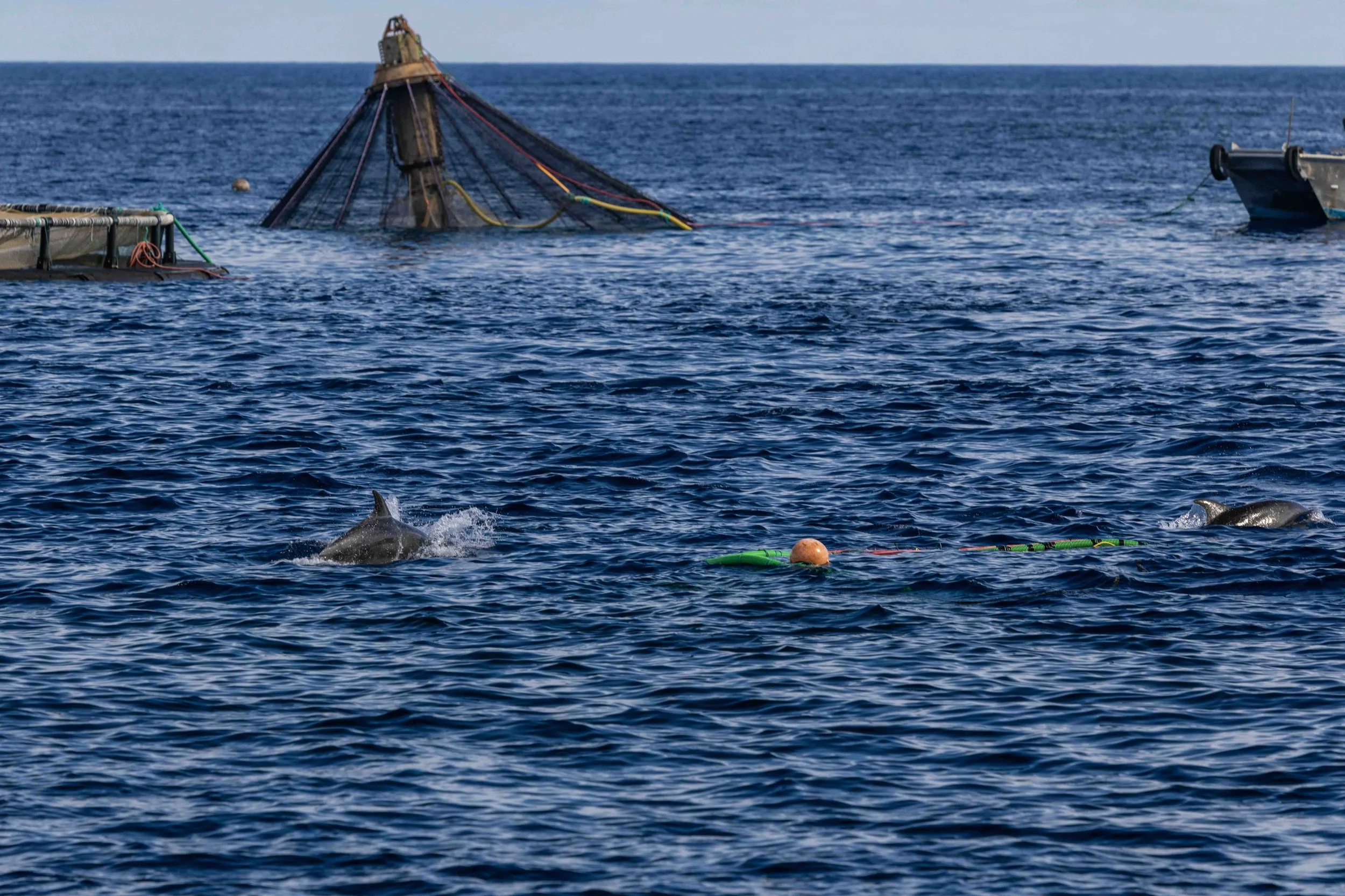 hunting bottlenose