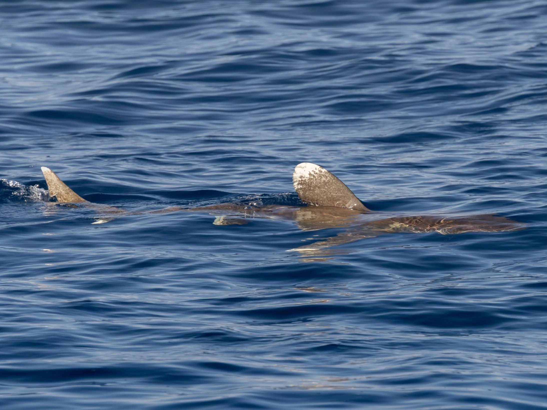 kona pelagic tours