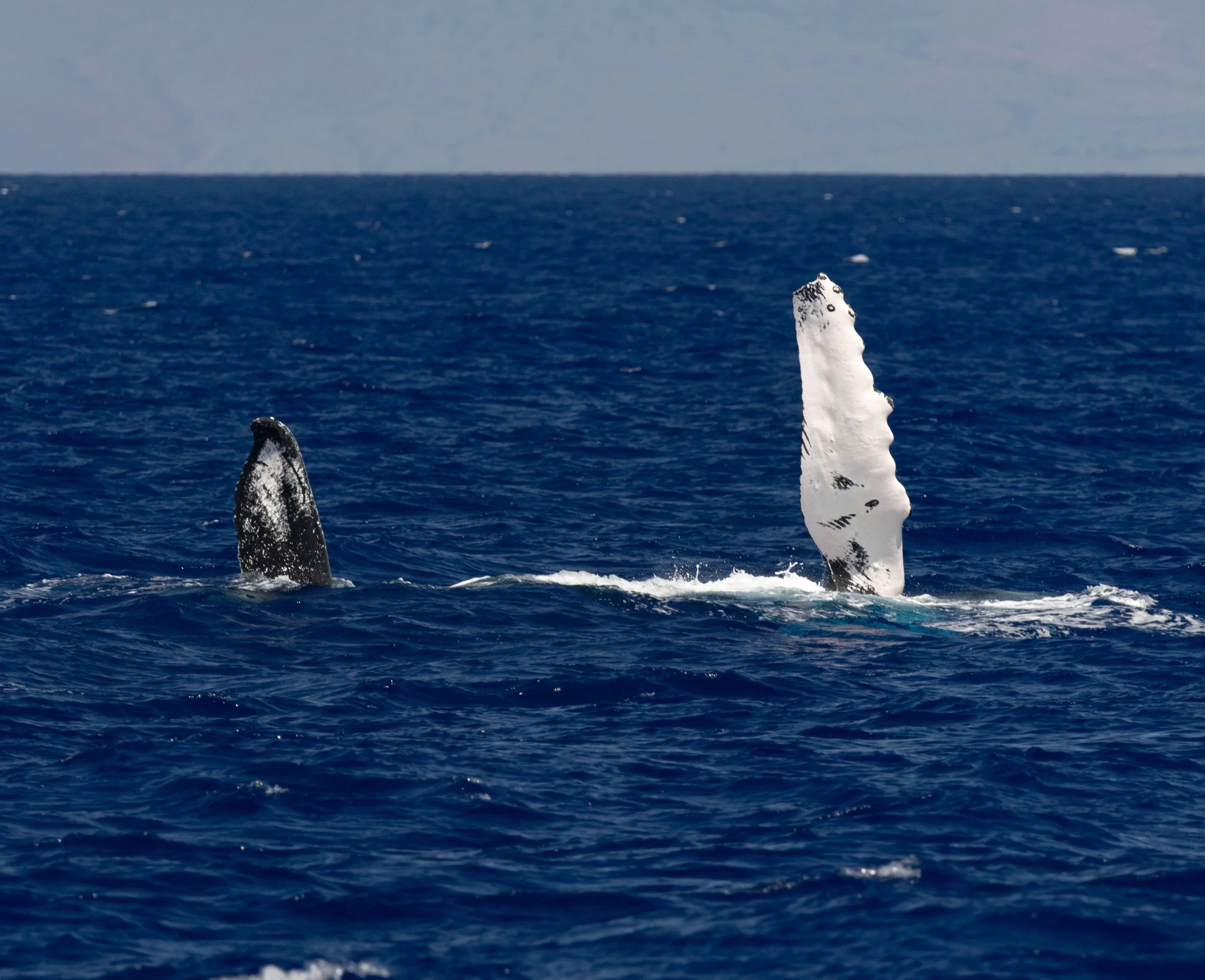kona coast humpback