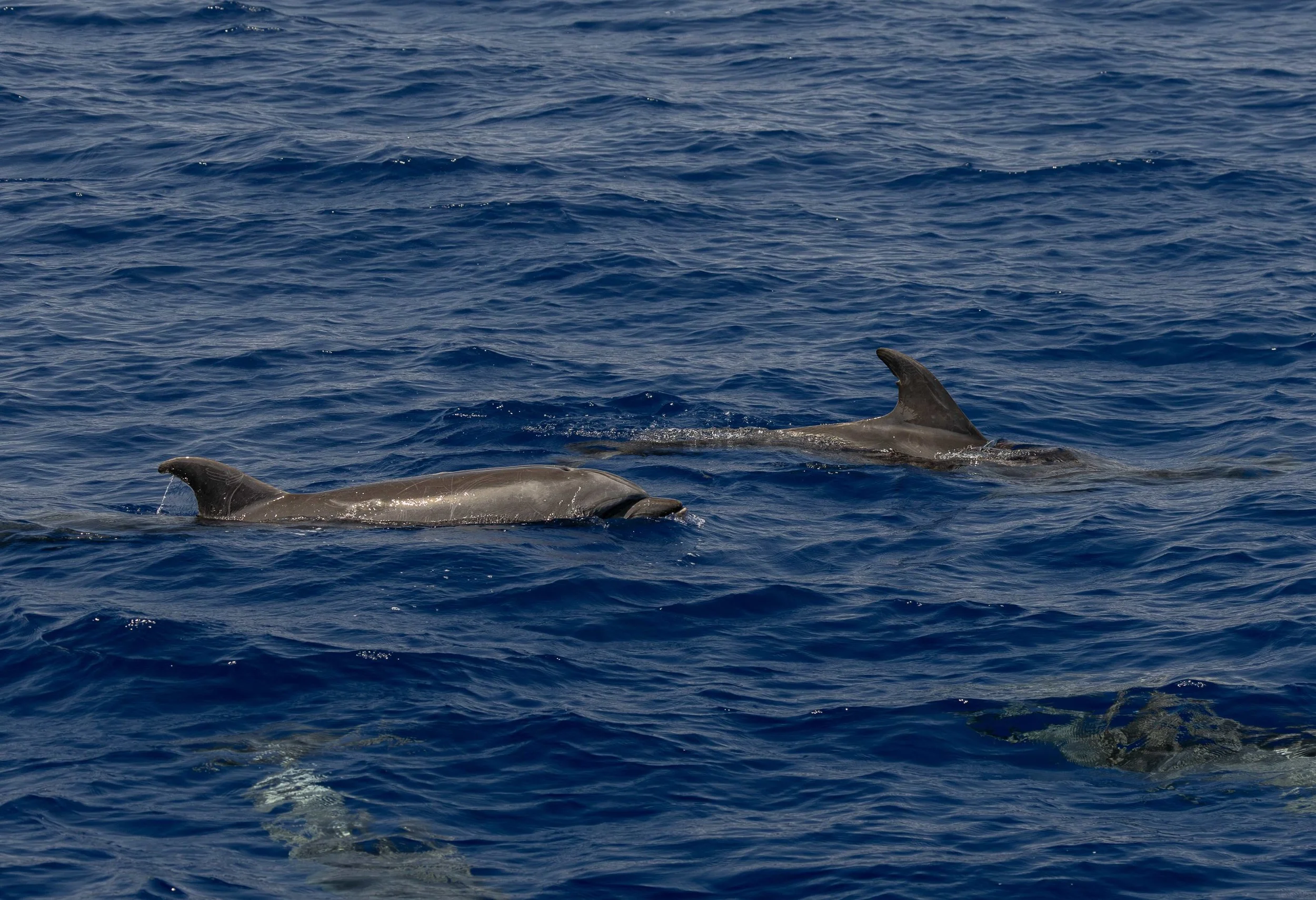 pelagic big island
