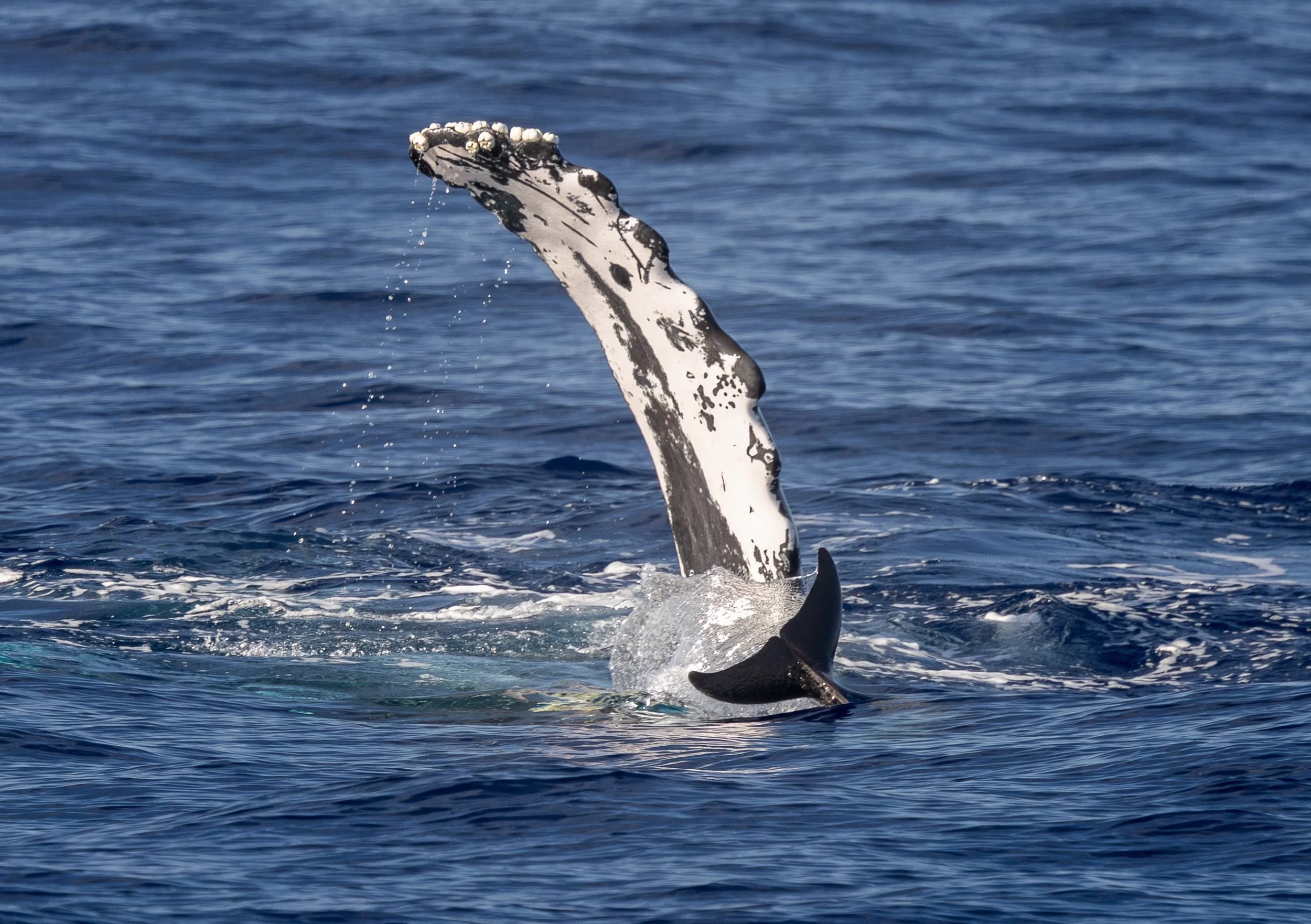 whale watching kona tour