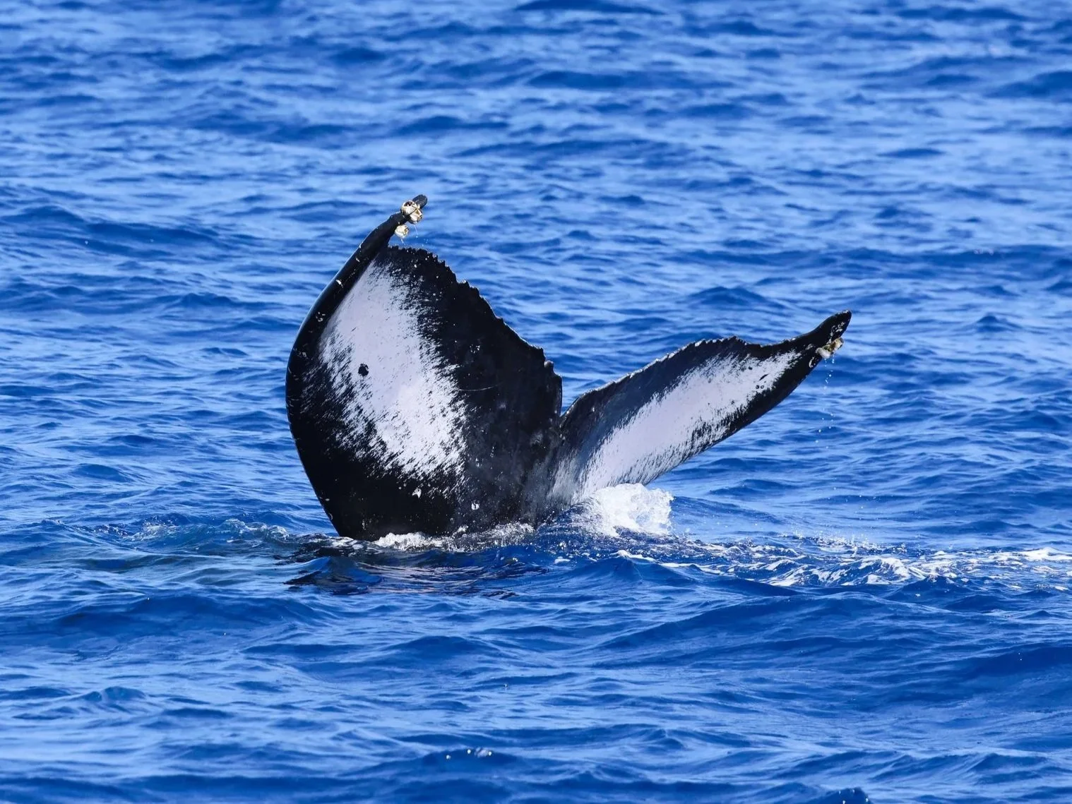 kona whale fluke