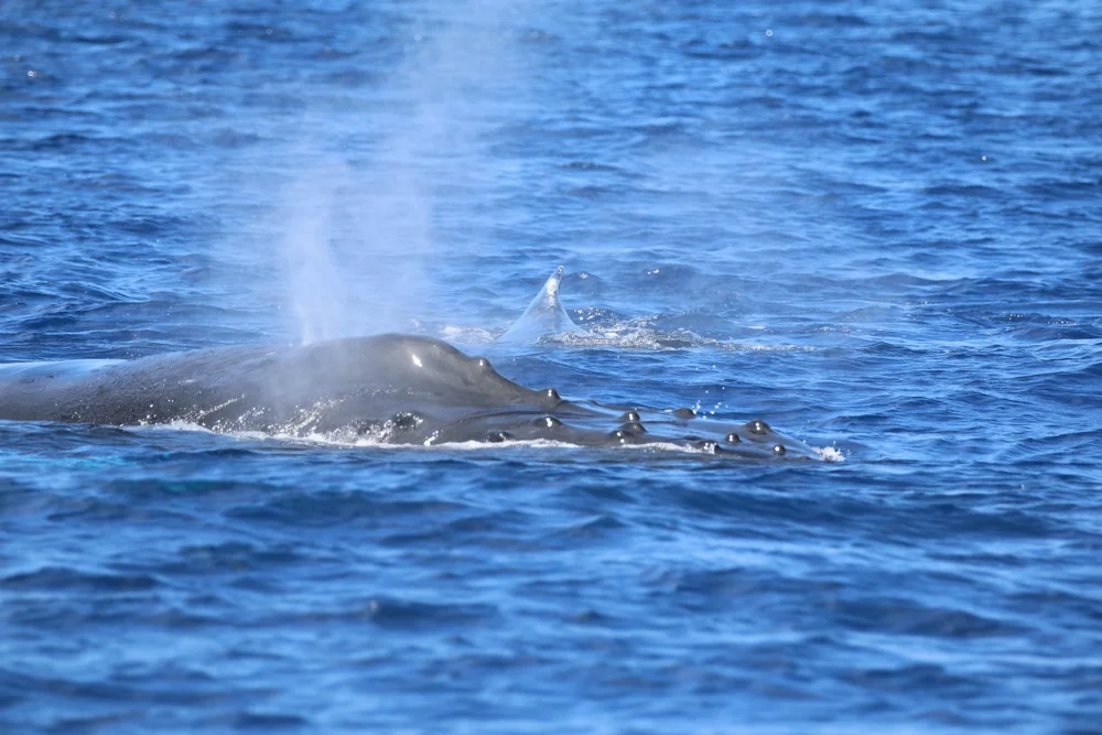 Big Island Snorkel and Kona Whale Watch Boat Hawaiian Adventures
