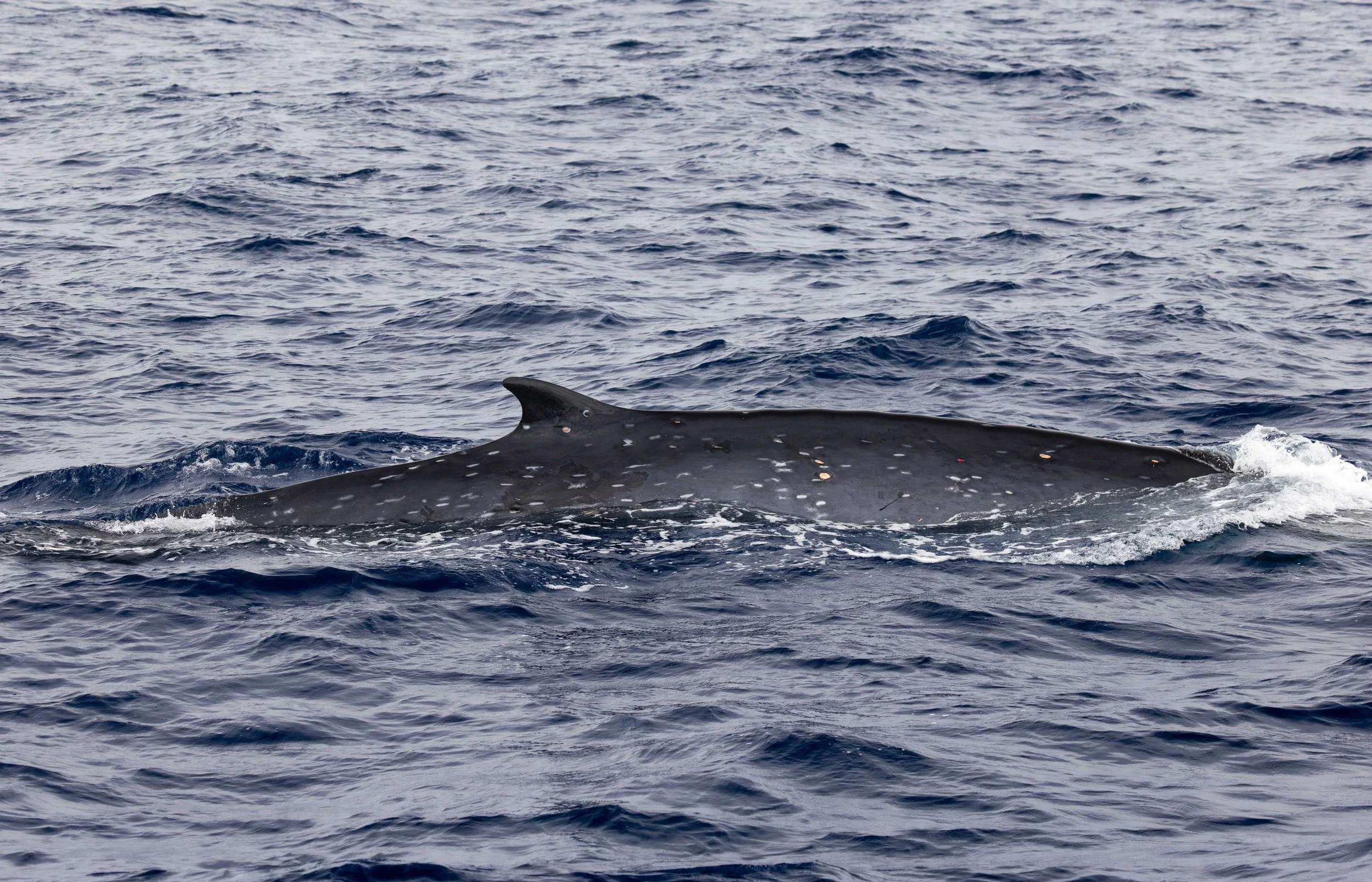kona fin whales