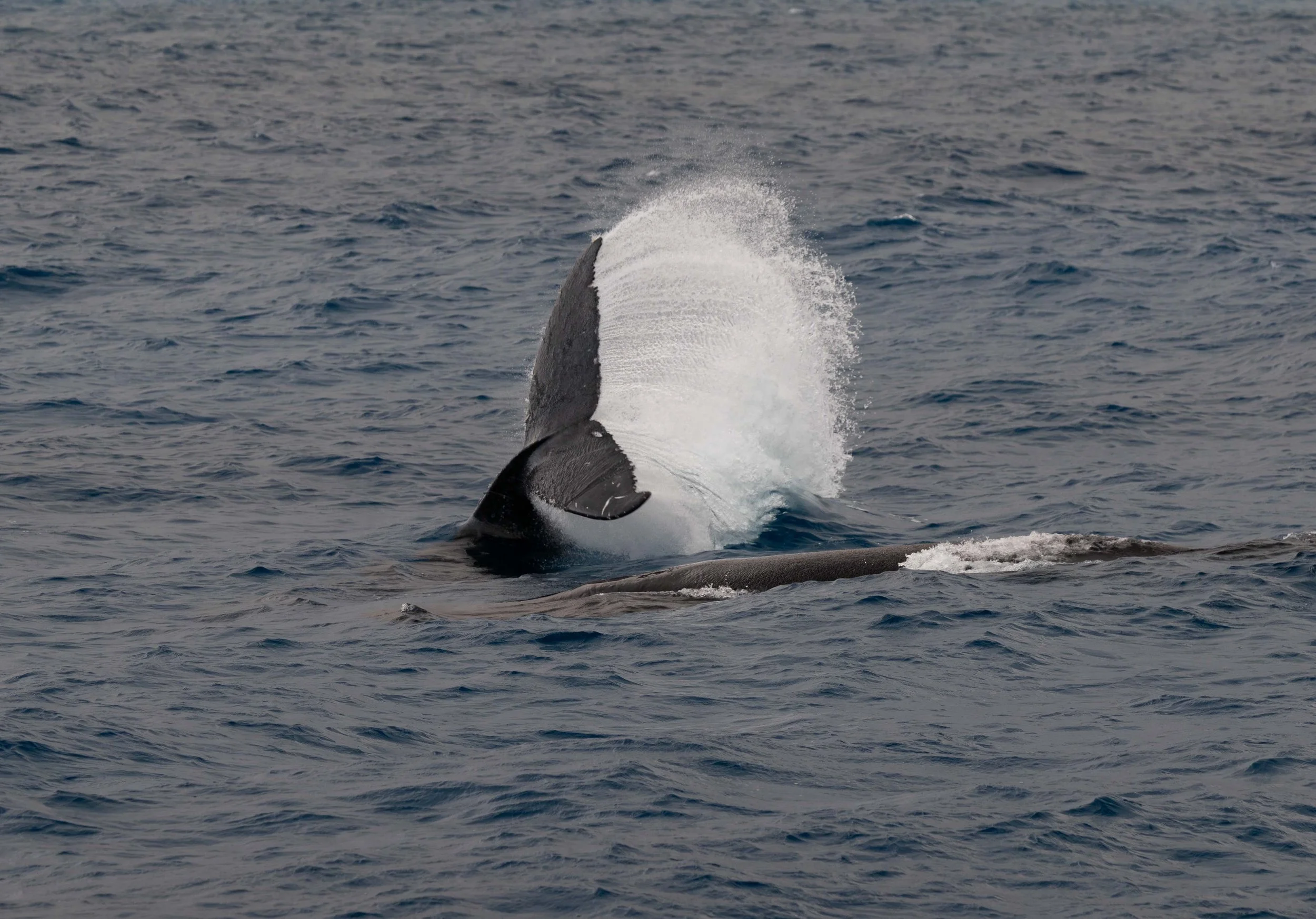 hawaii humpbacks big island