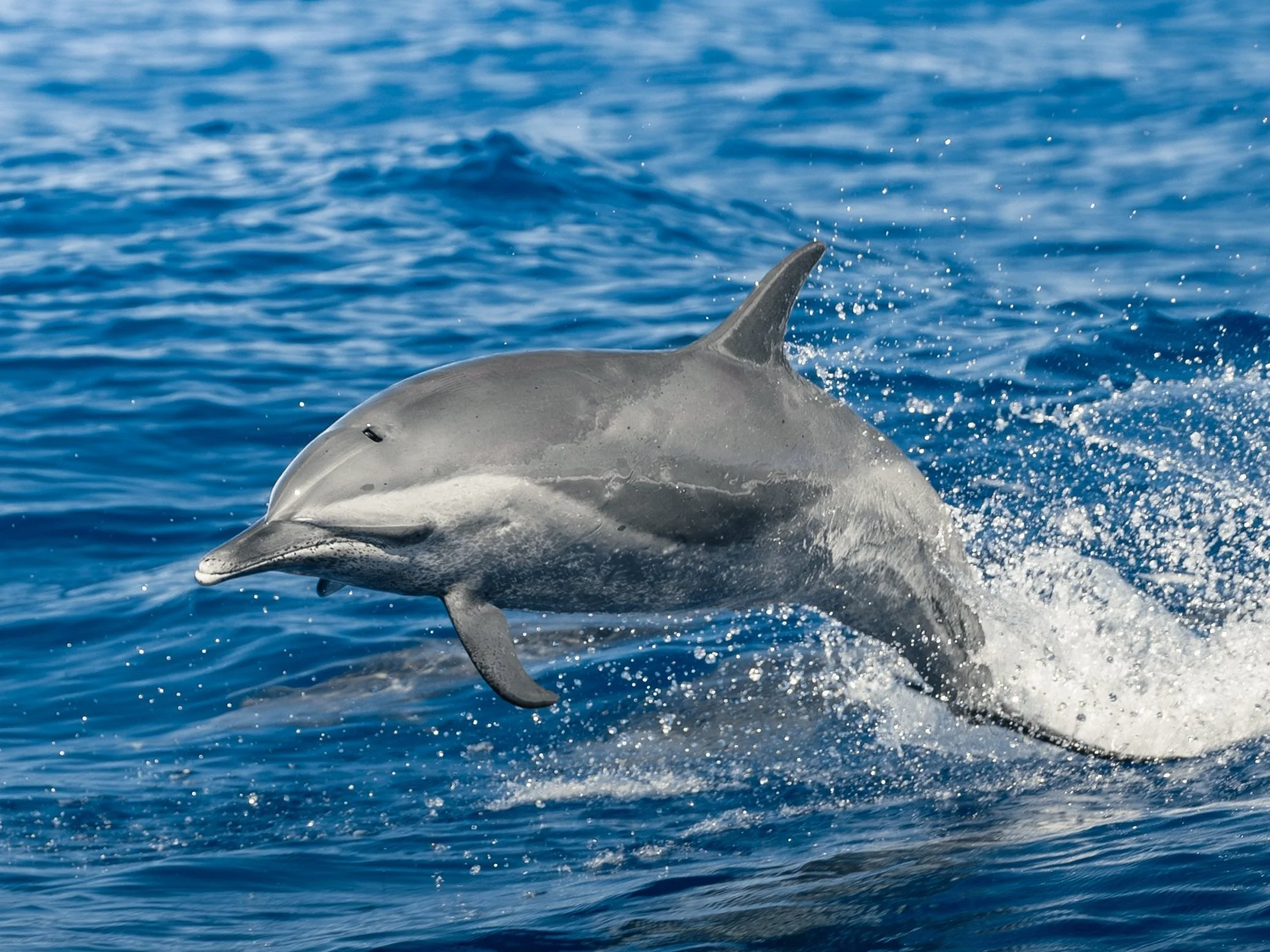 four spinner dolphins