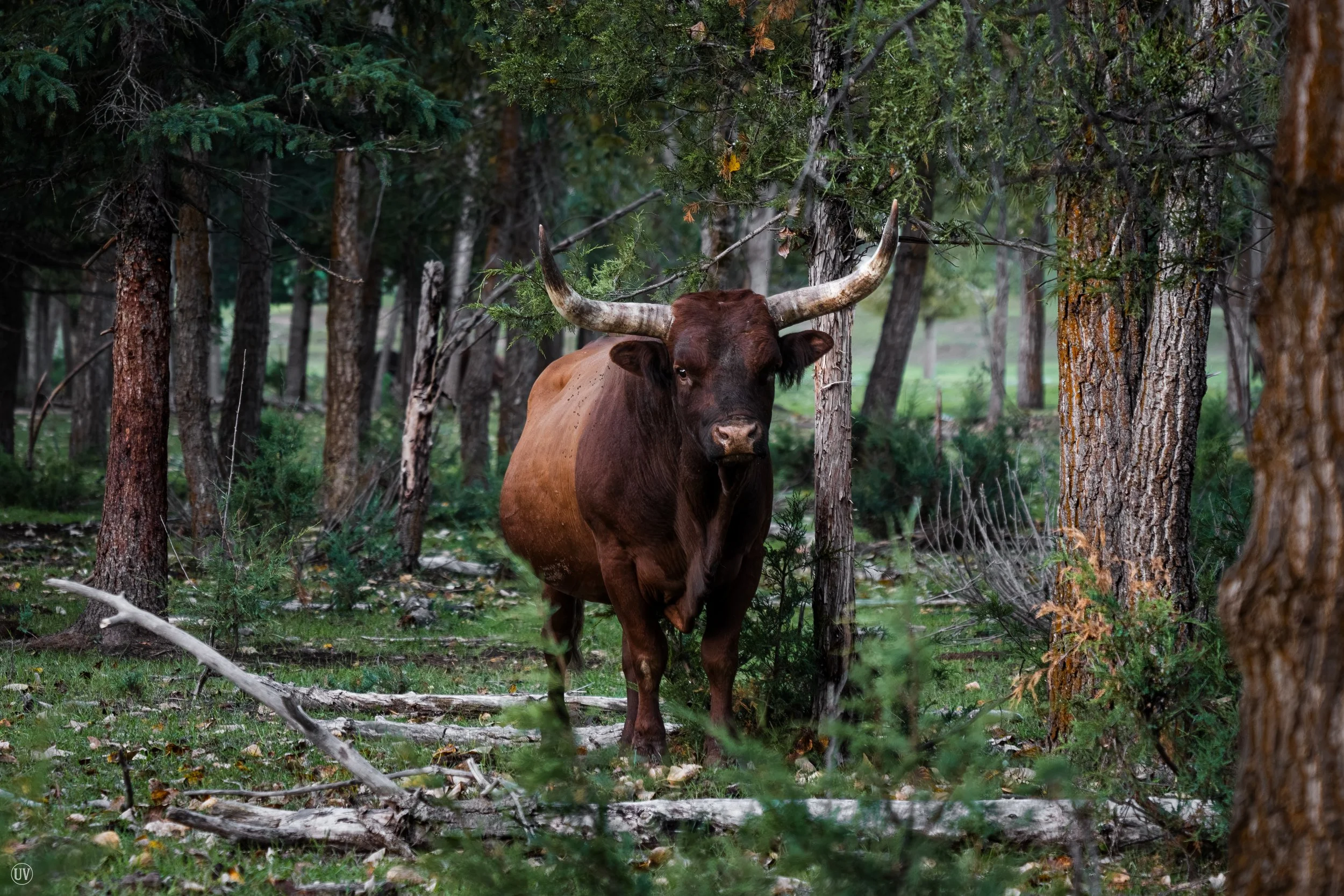 Bull.jpg