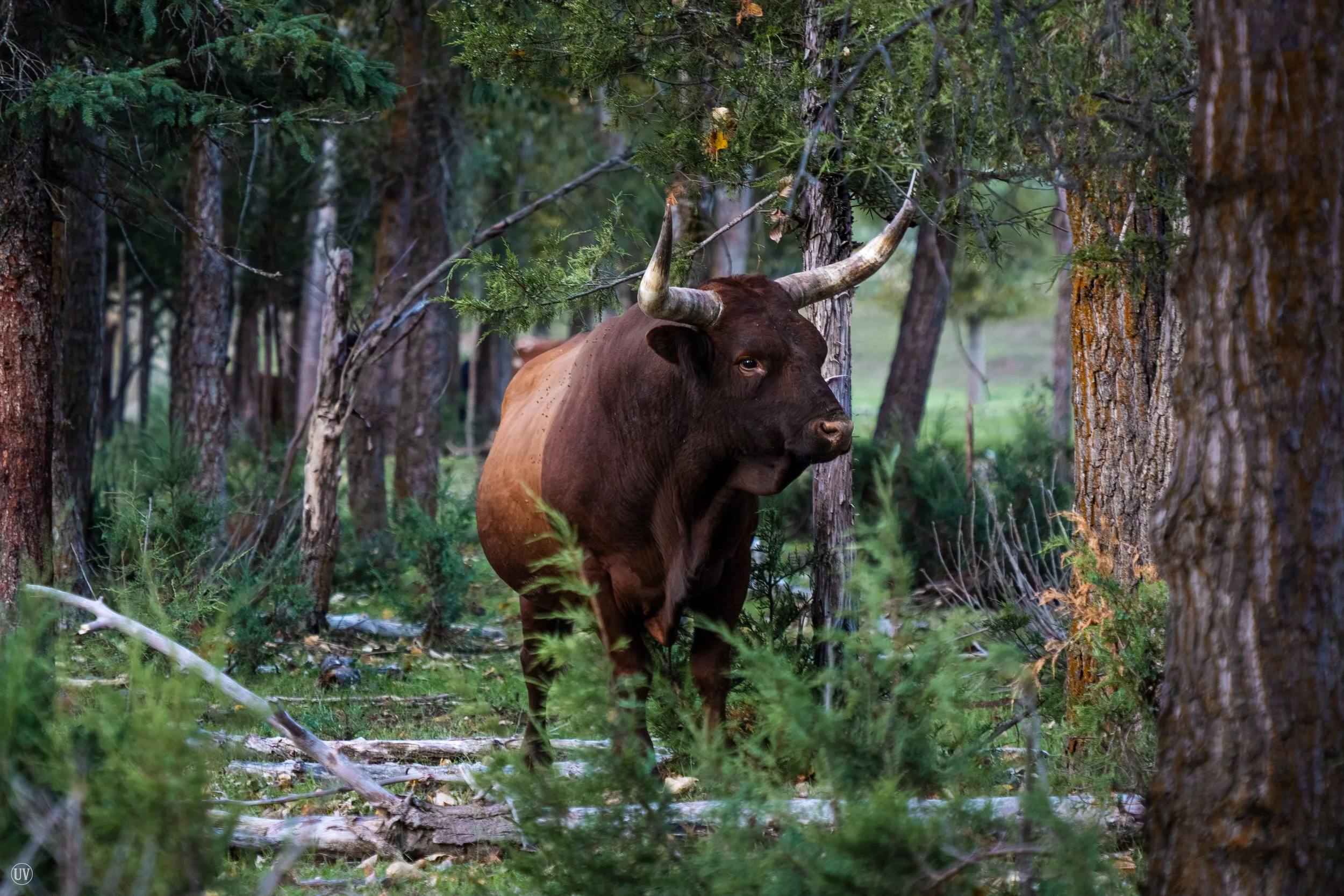 Bull-2.jpg