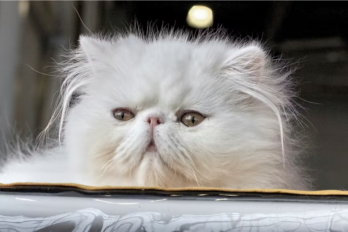 Screenshot 2024-05-31 at 2.46.32 PM.png