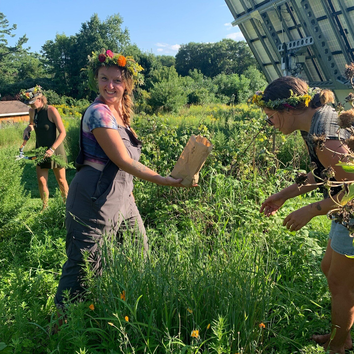 Much to our delight, near the end of our apprenticeship gathering last week, we found there was a Milky Oats patch in the garden that was ready to be harvested! We had collected Oats from our larger patch the week before, so the apprentices were skil