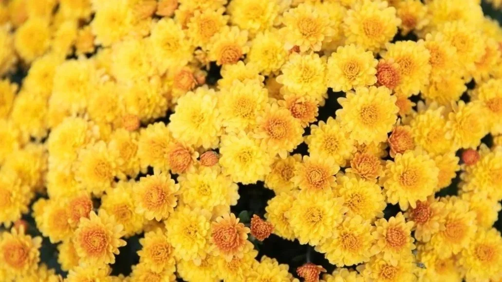 Herbal Salve Making and Indigenous Plant Medicine