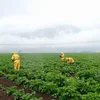 E.S. Cropconsult