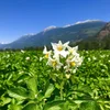 E.S. Cropconsult
