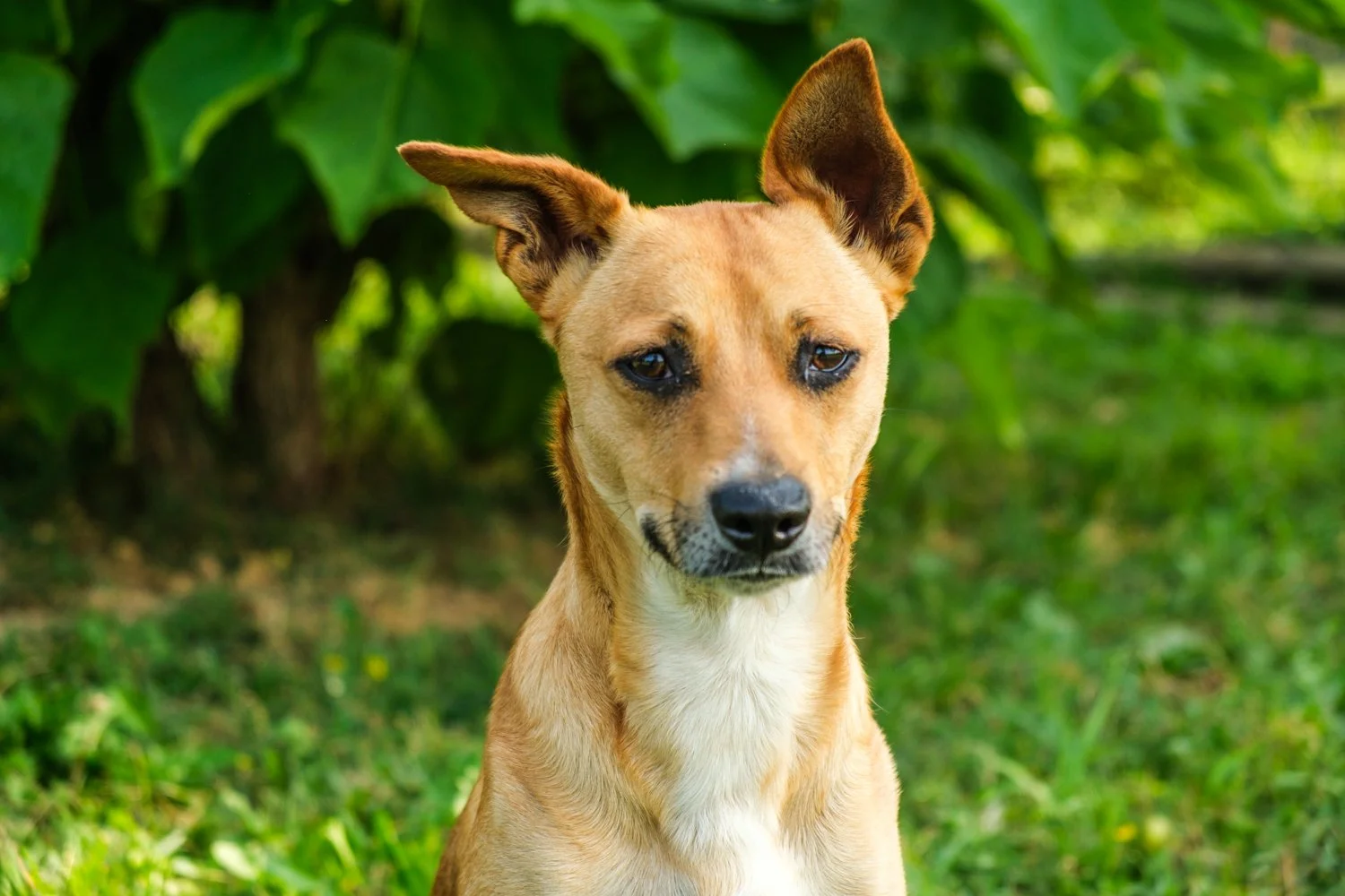 Max