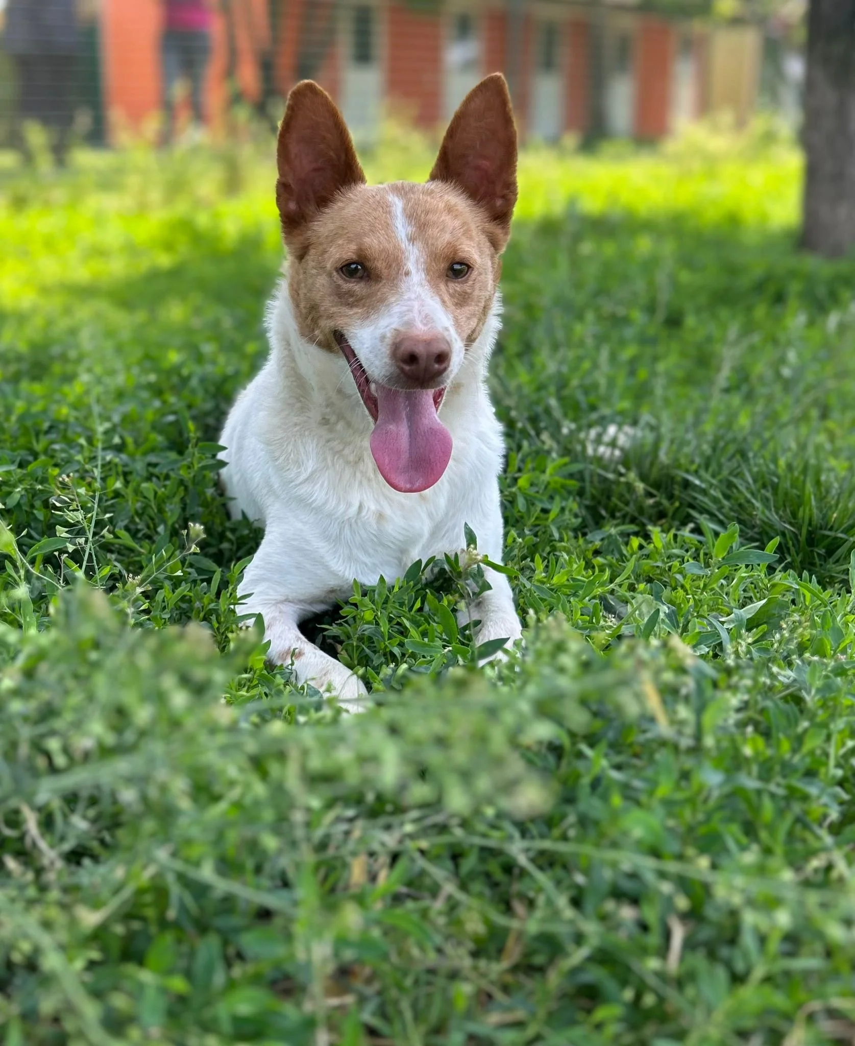 Scout