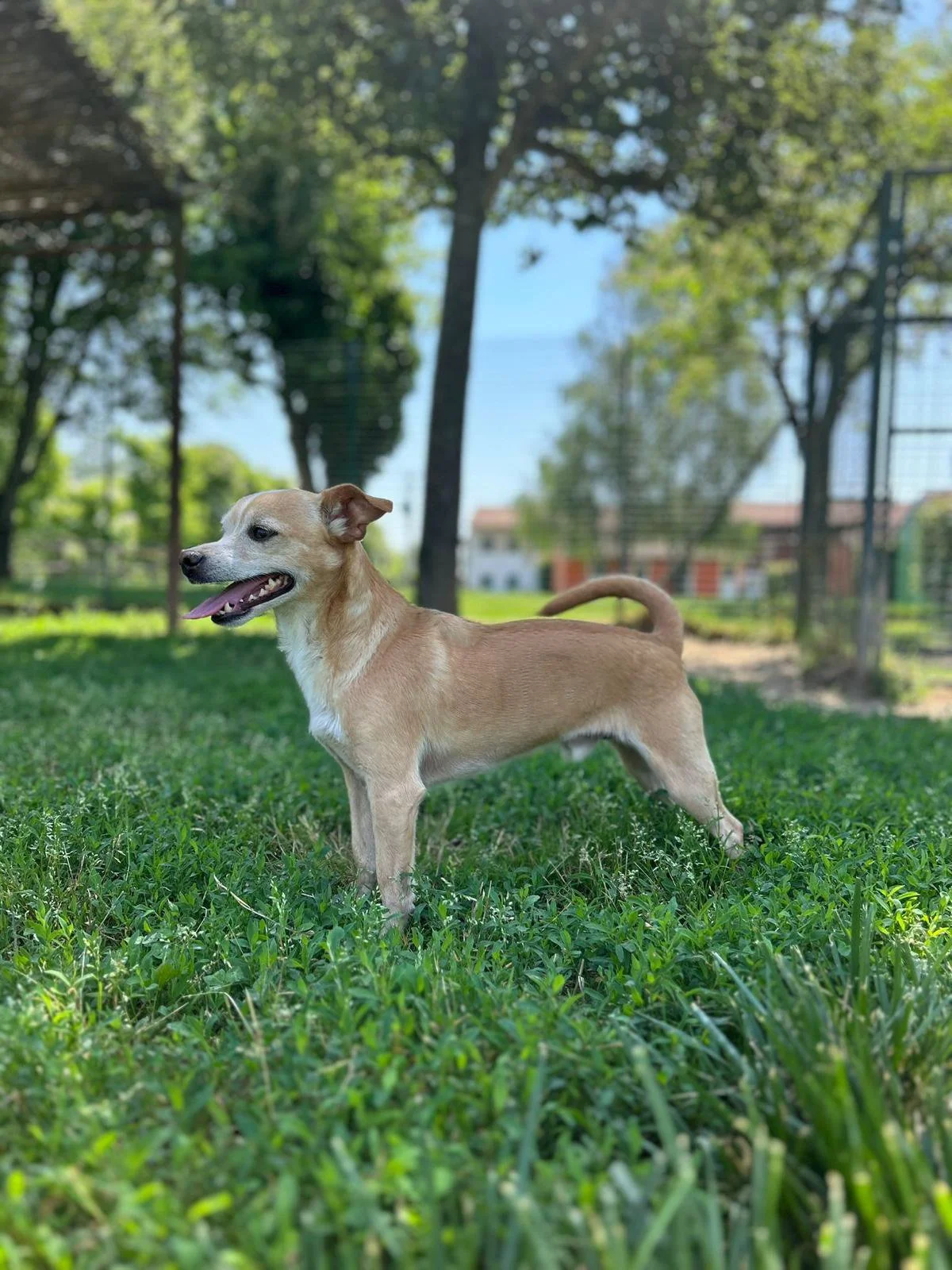 Carlo