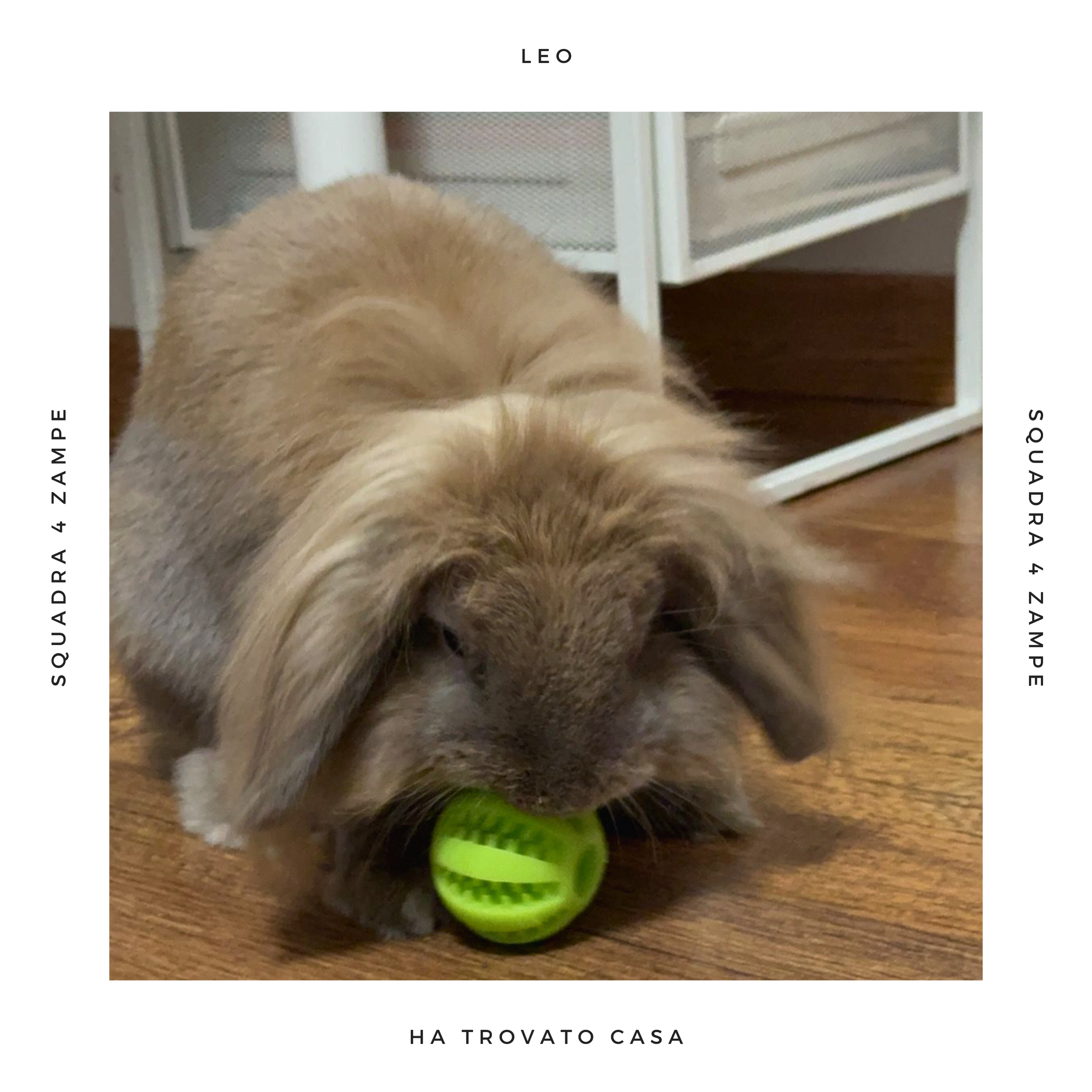 LEO.png