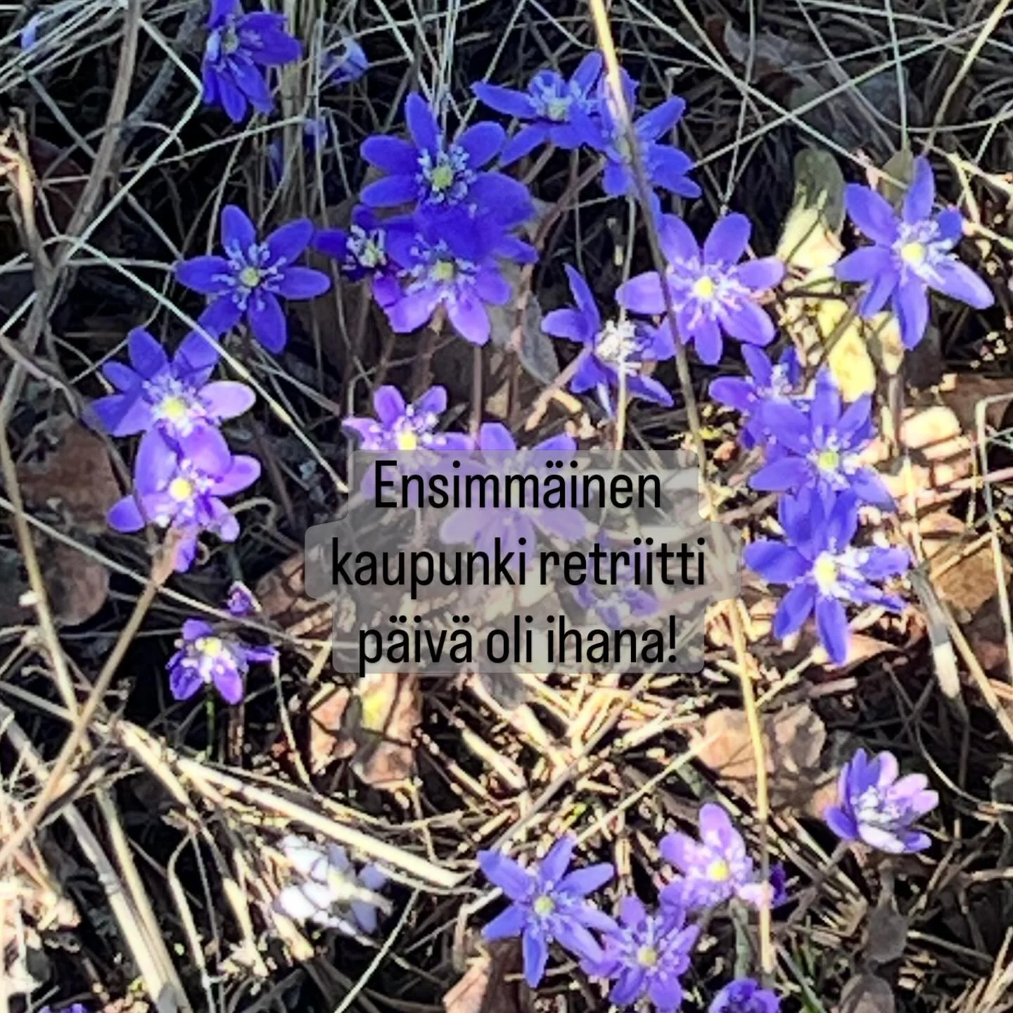 J&auml;rjestimme ensimm&auml;ist&auml; kertaa yhden p&auml;iv&auml;n kaupunki retriitti studiolla. Se oli ihana! 🙌☀️✨🦋🤩

Raquel toimi p&auml;iv&auml;n oppaana ja aloitimme nauttien kehon avaamisesta. Maija jatkoi virtaavalla Klassisella matto tunn
