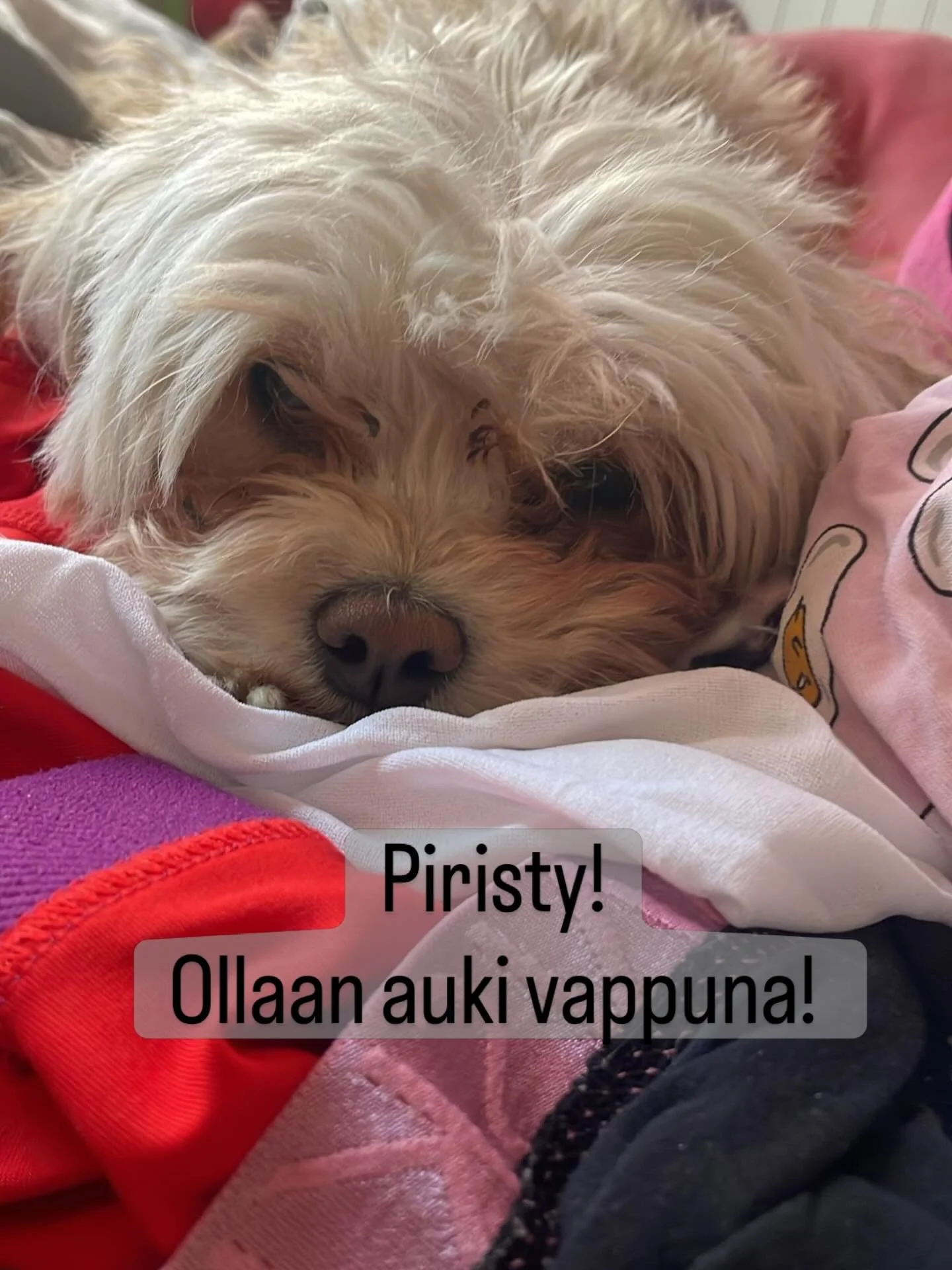 Ollaan Vappuna auki ja on kivasti paikat varattu&mdash;mutta l&ouml;ytyy viel&auml; muutama paikka vapaana. My&ouml;s la klo 9-13 ja su klo 15-18 tunnit pidet&auml;&auml;n normaalisti. Tervetuloa! #laitepilates #pilates #pilatesstudio #laitepilatesst