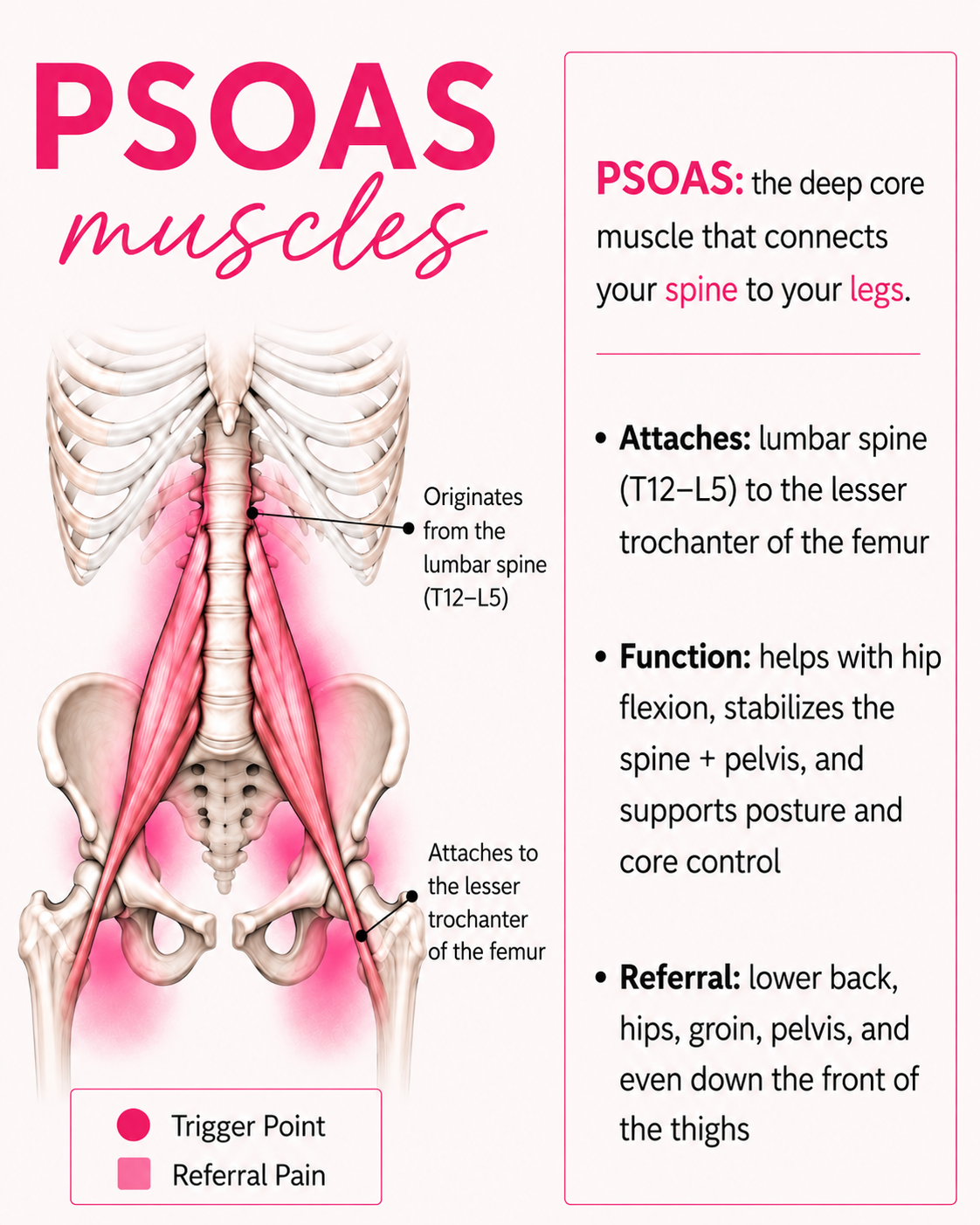 Is Your Psoas Muscle Causing Your Low Back and Hip Tightness?
