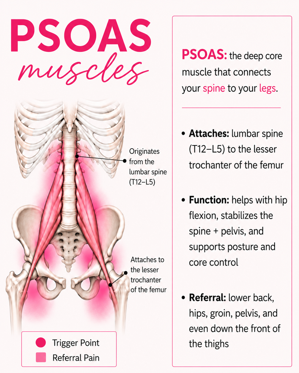 Psoas Muscle Pain: Low Back and Hip Tightness Explained — A. Butler ...
