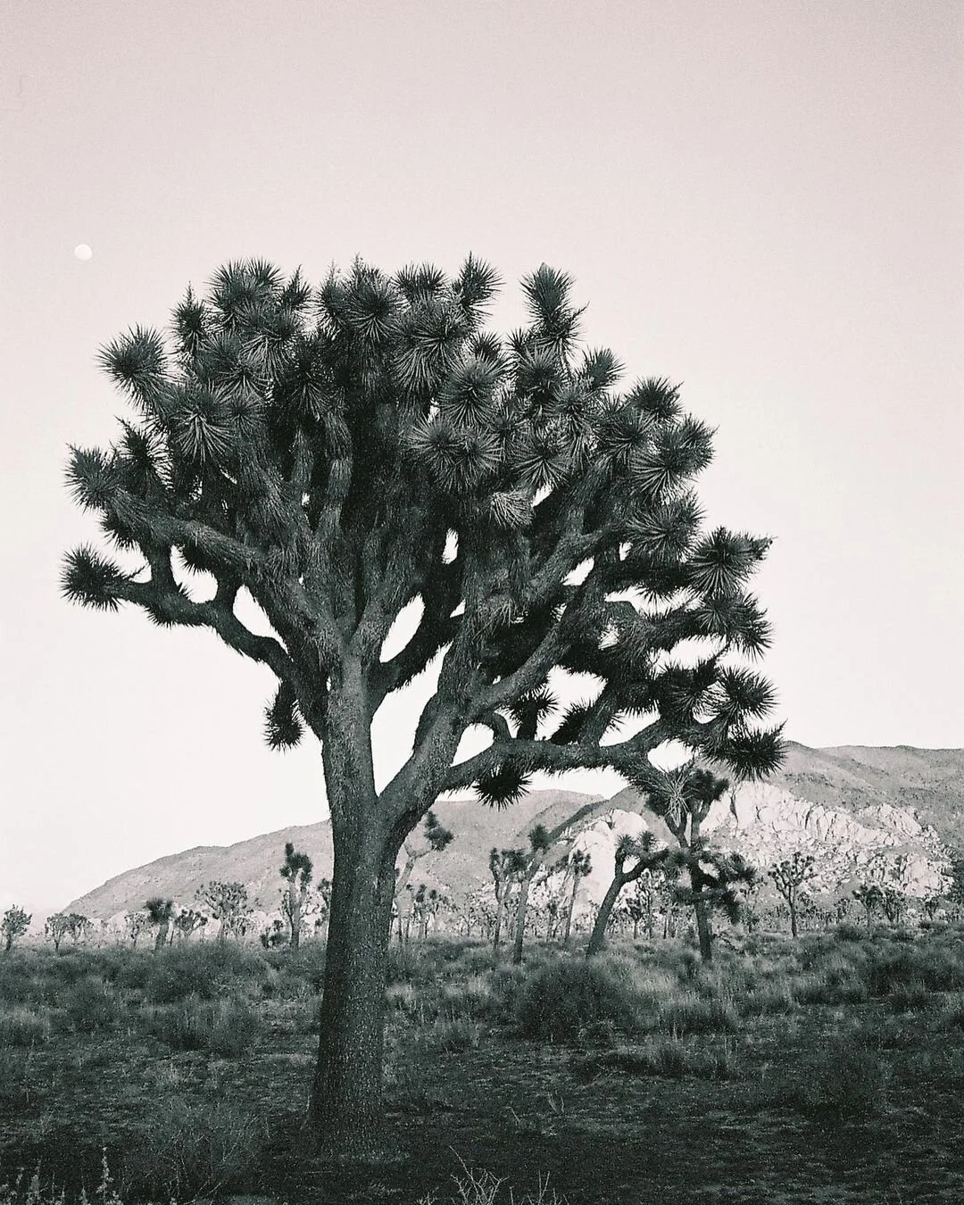 D’abord la chienne