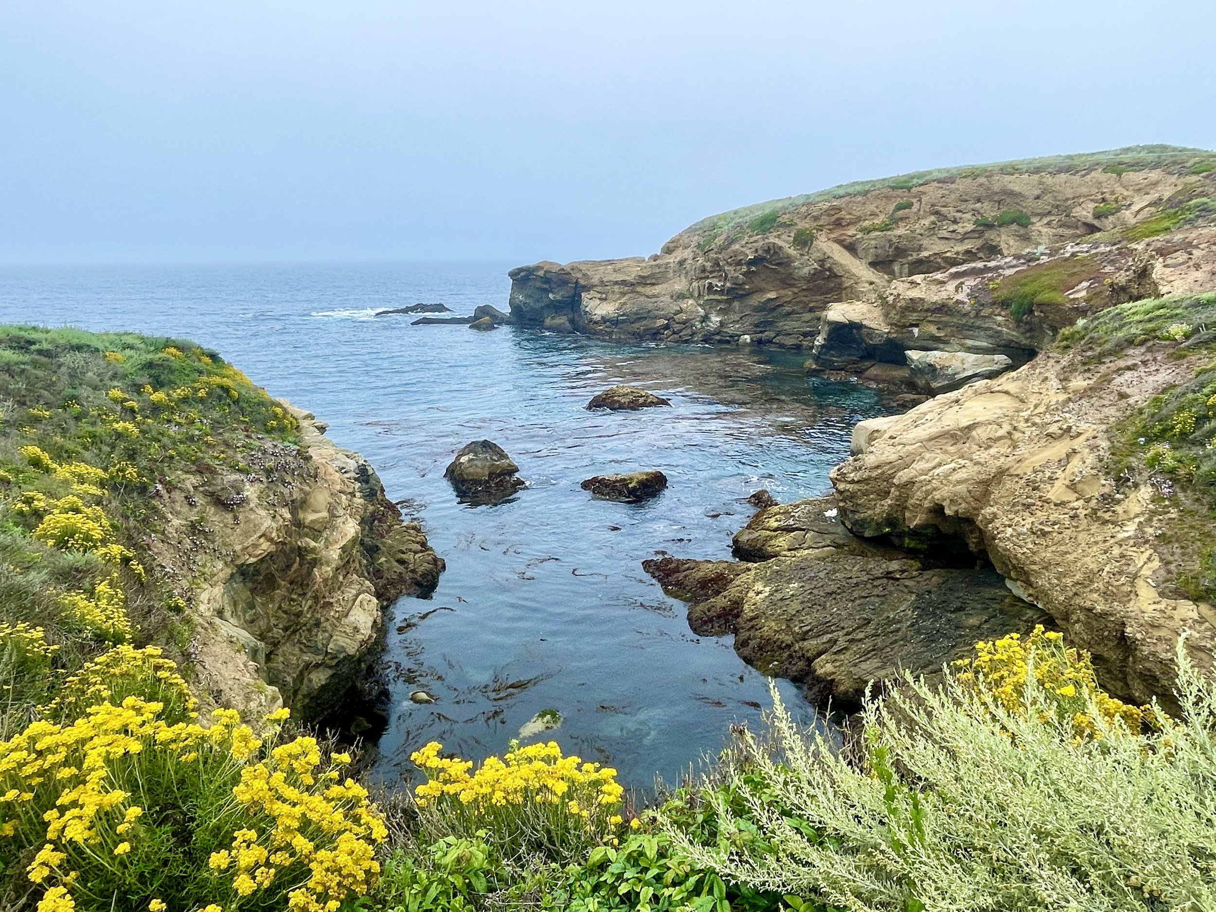 Point-Lobos-State-Park-California-KatiePodracky-artist-inspiration-nature-gorgeous.JPG