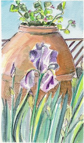 Tuscan-Iris2.jpg