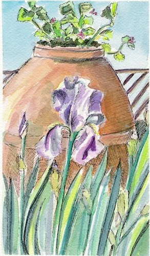 Tuscan-Iris2.jpg