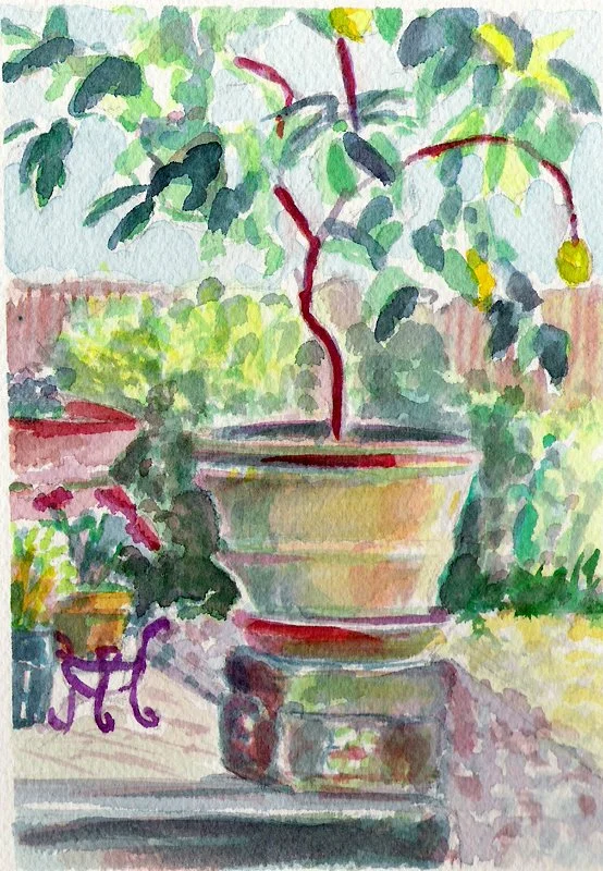 2005-Terra Cotta Lemon Tree-watercolor.jpg