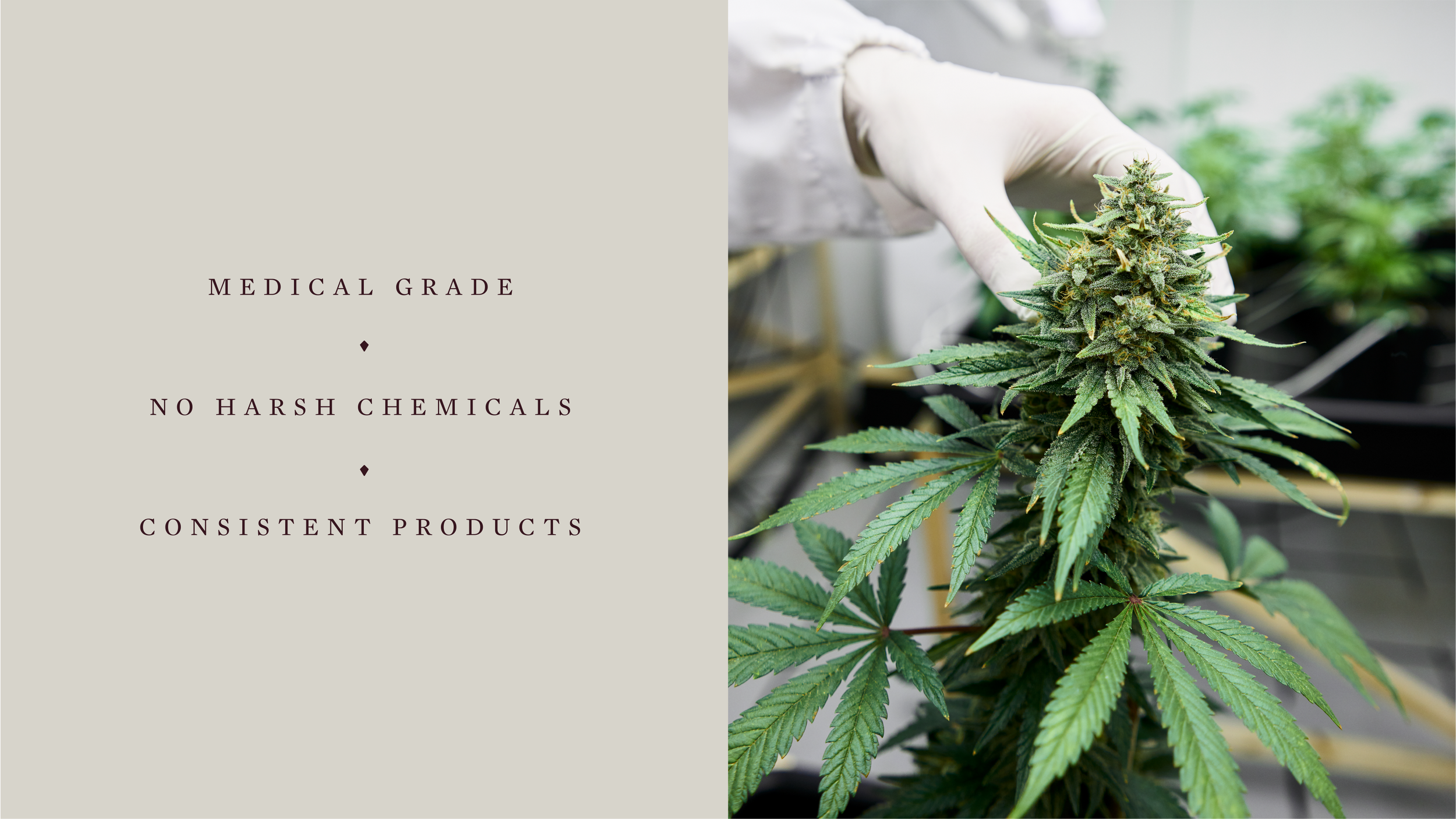 ConstellationCannabis_CaseStudy_Roll-Ups 2b. copy 4-01.png