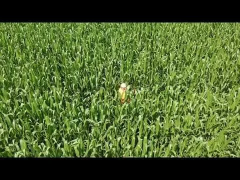 Watch Video: Scouting Corn