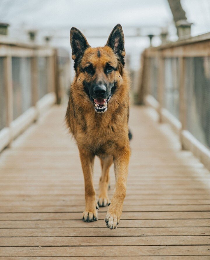 Did you know that German Shepherd's are one of the smartest dog breed in the world? 😀 Border Collies and Poodles join them in the top ranks! ⁠
.⁠
.⁠
#niagarapetresort #doggiedaycare #dogsofinstagram #itsadogslife #notl #love #happypup #instagood #ad