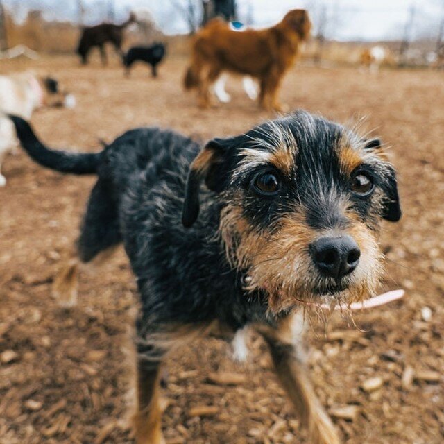 Don't let the little paws fool you, the little ones easily keep up while exploring the open field! 😉⁠
.⁠
.⁠
#niagarapetresort #doggiedaycare #dogsofinstagram #itsadogslife #notl #love #happypup #instagood #adogslife #outdoorswithdogs #countryliving 