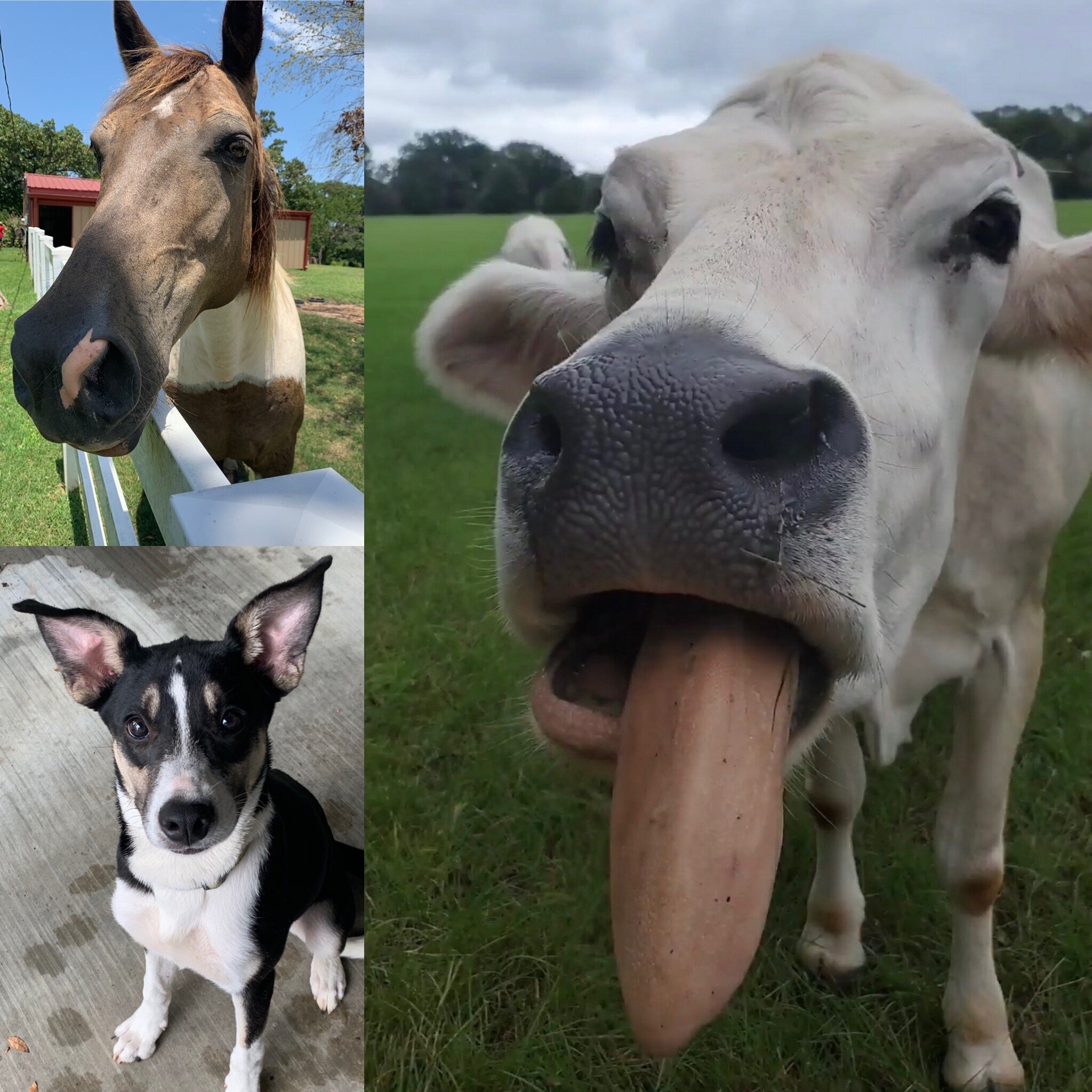 Animals of East Texas