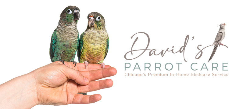 David&#39;s Parrot Care
