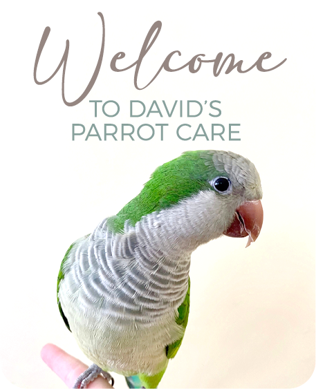 Birds of a Feather Flock Together: Tips for a Happy Avian Family