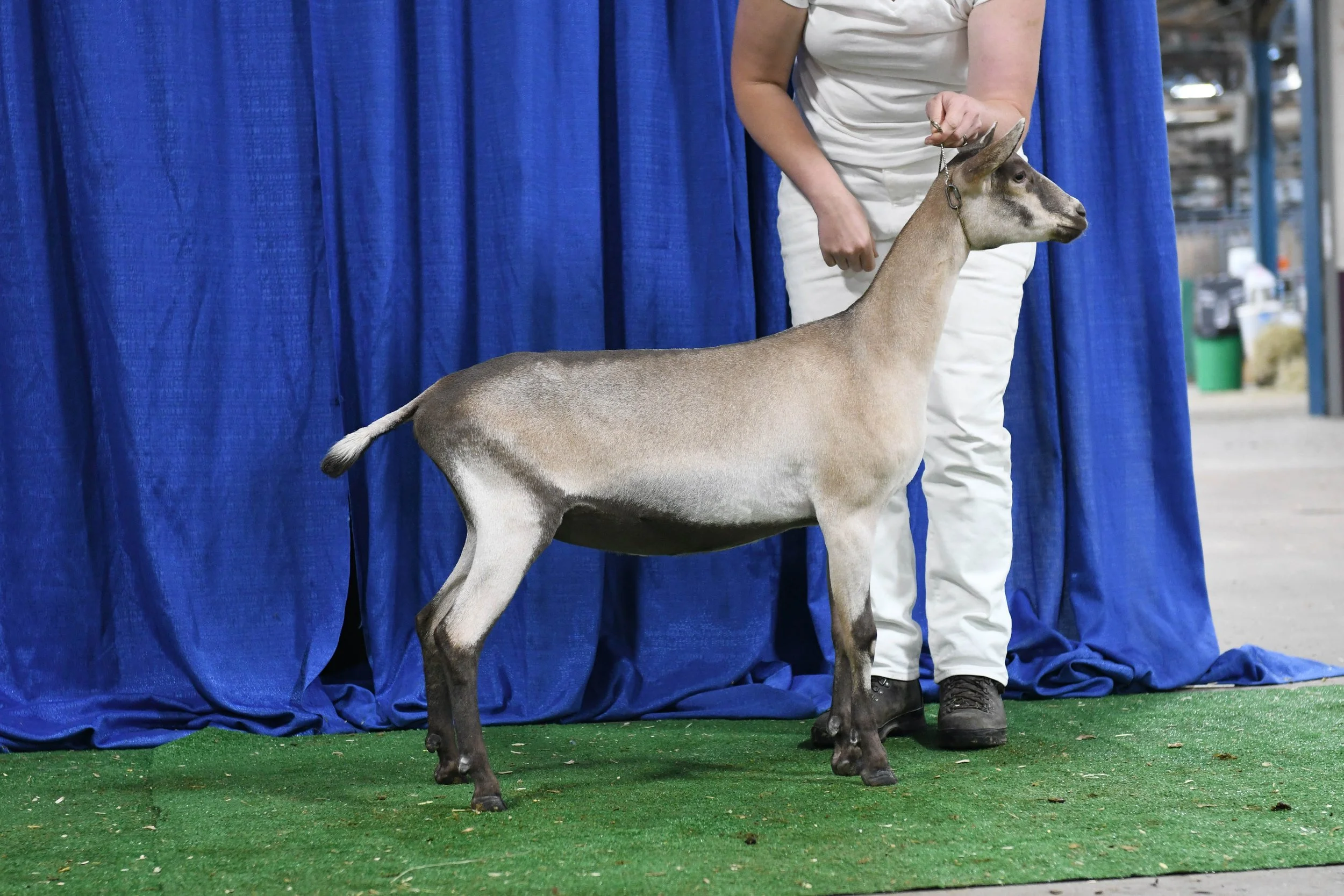 2022 ADGA Spotlight Sale Consignment — Bellhurst Farm Creamery