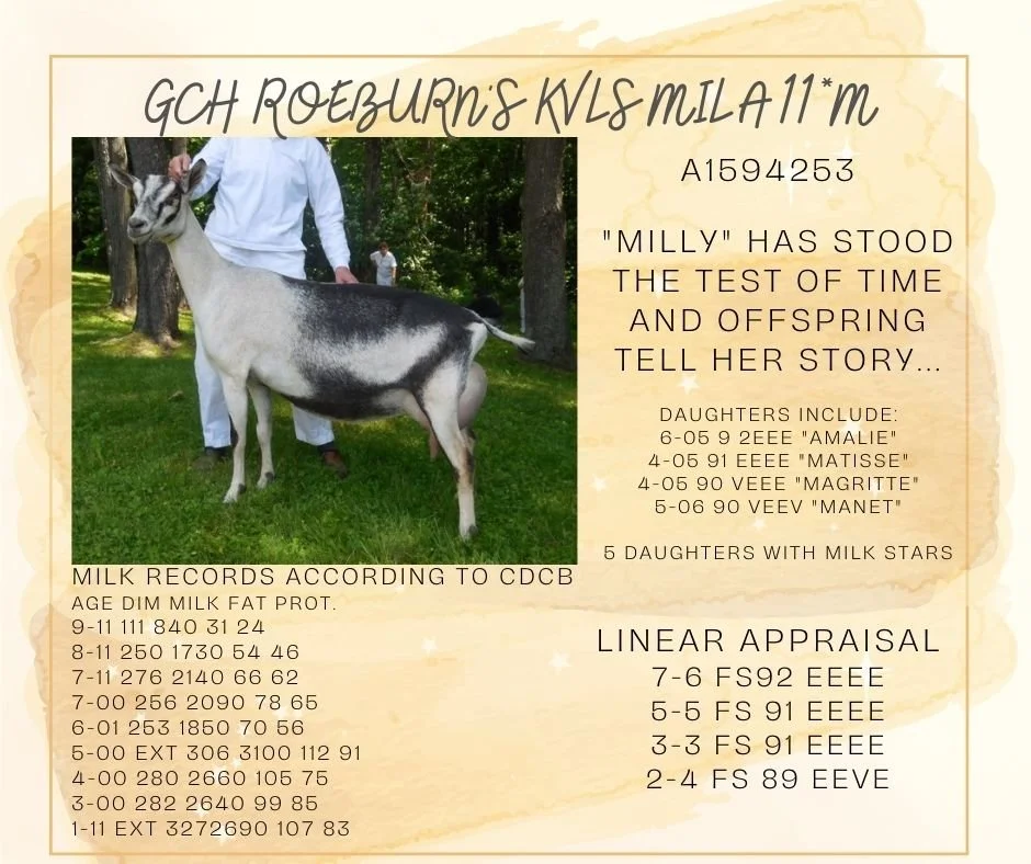 More information about Mila and her supporting relatives can be found on the Roeburn Alpine website linked by clicking the photo of Mila above