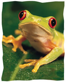 A Frog's Sermon