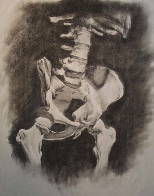 Skeletal_Study_1.jpg